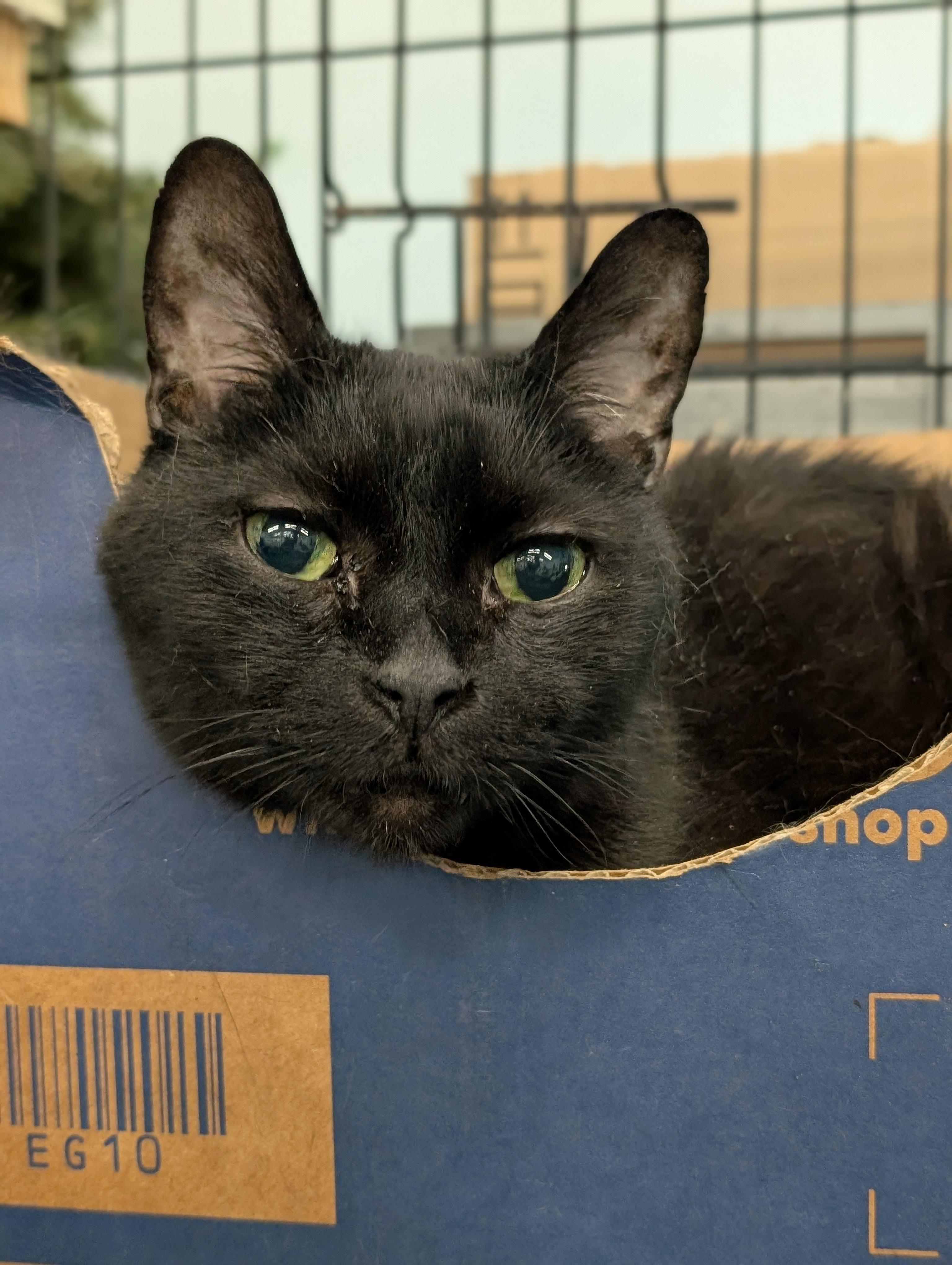 Enlarge Binx, an adoptable Domestic Short Hair in Tilton, IL image 3/3