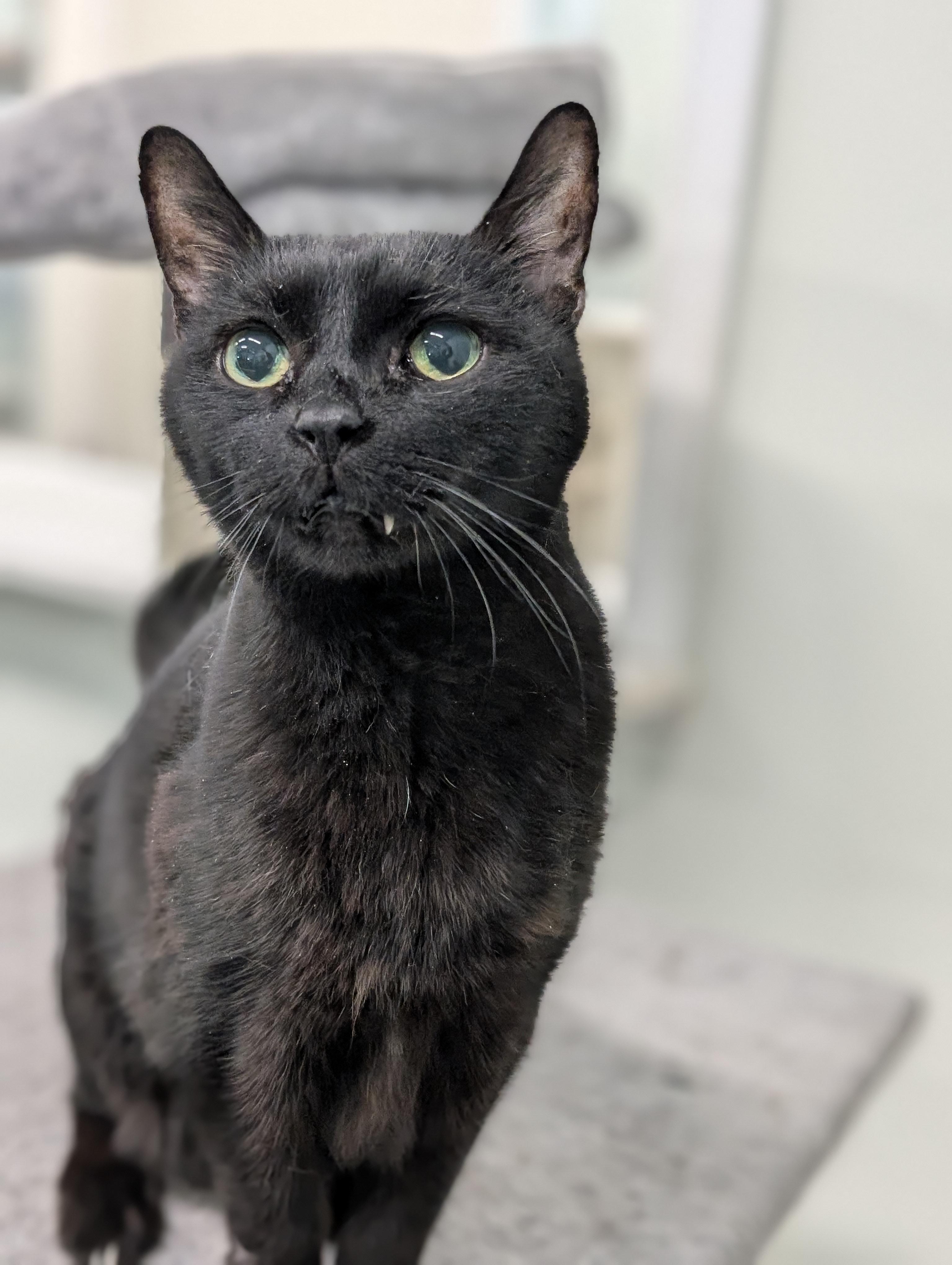 Binx, adoptable, Adult Male Domestic Short Hair.