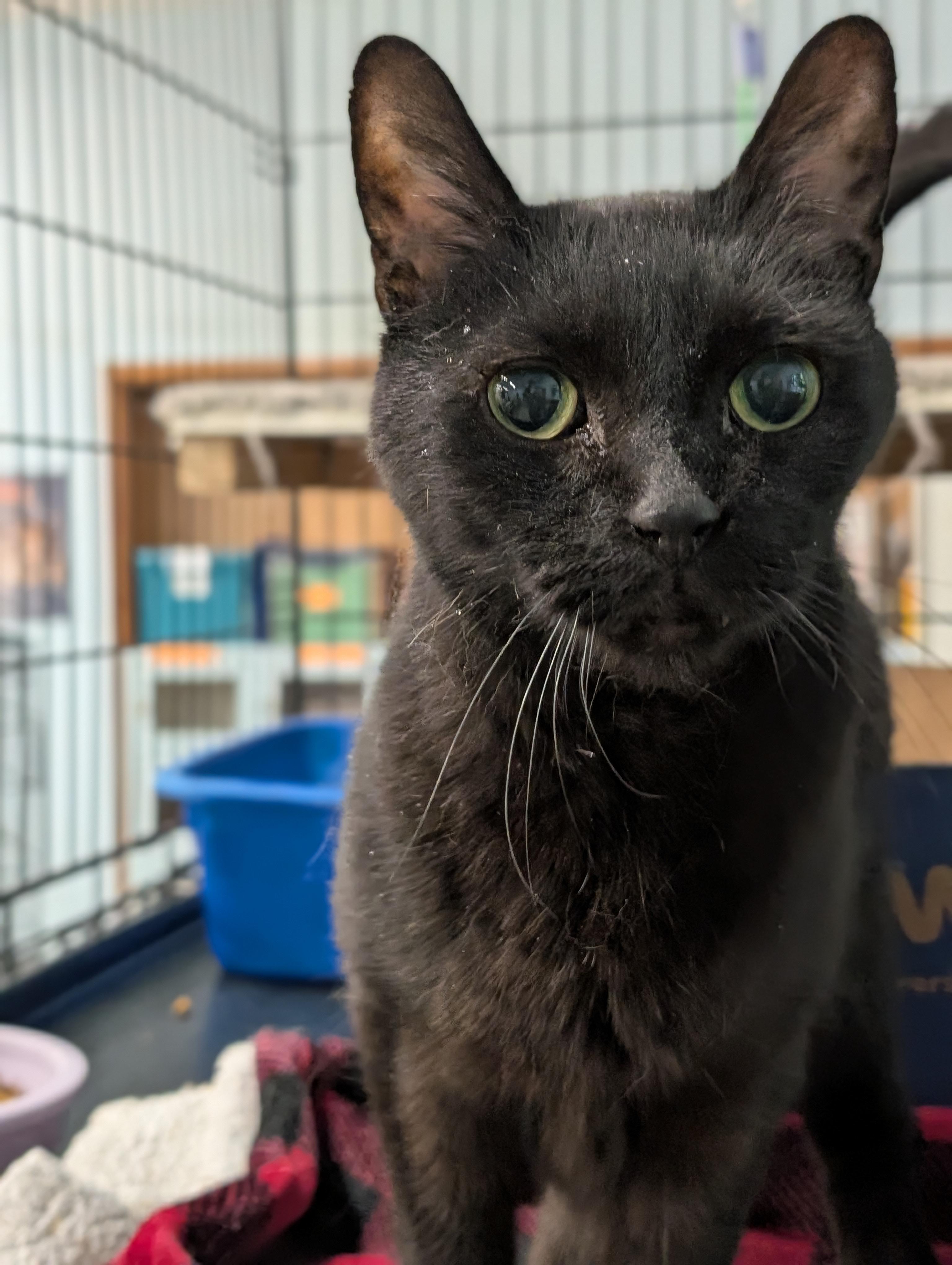 Enlarge Binx, an adoptable Domestic Short Hair in Tilton, IL image 2/3