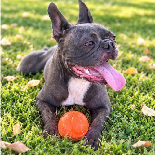 Enlarge Stormy, a Adoptable French Bulldog in Coachella, CA image 1/4