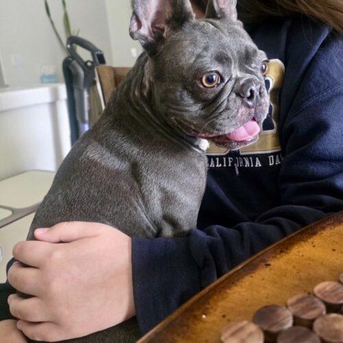 Enlarge Stormy, a Adoptable French Bulldog in Coachella, CA image 2/4