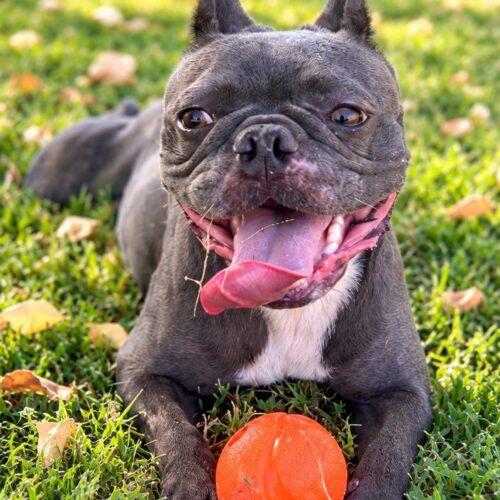Enlarge Stormy, a Adoptable French Bulldog in Coachella, CA image 3/4