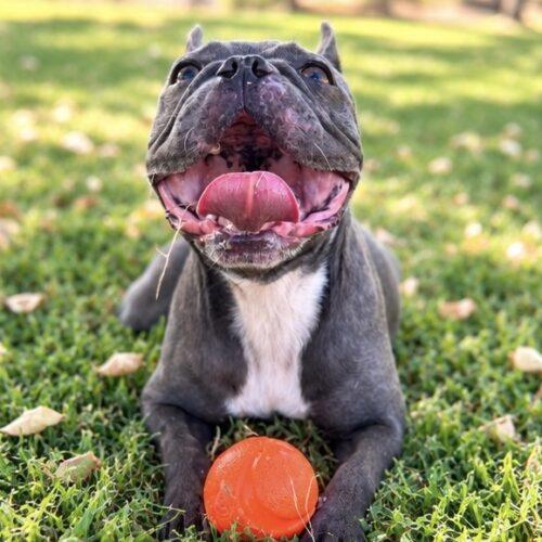 Enlarge Stormy, a Adoptable French Bulldog in Coachella, CA image 4/4