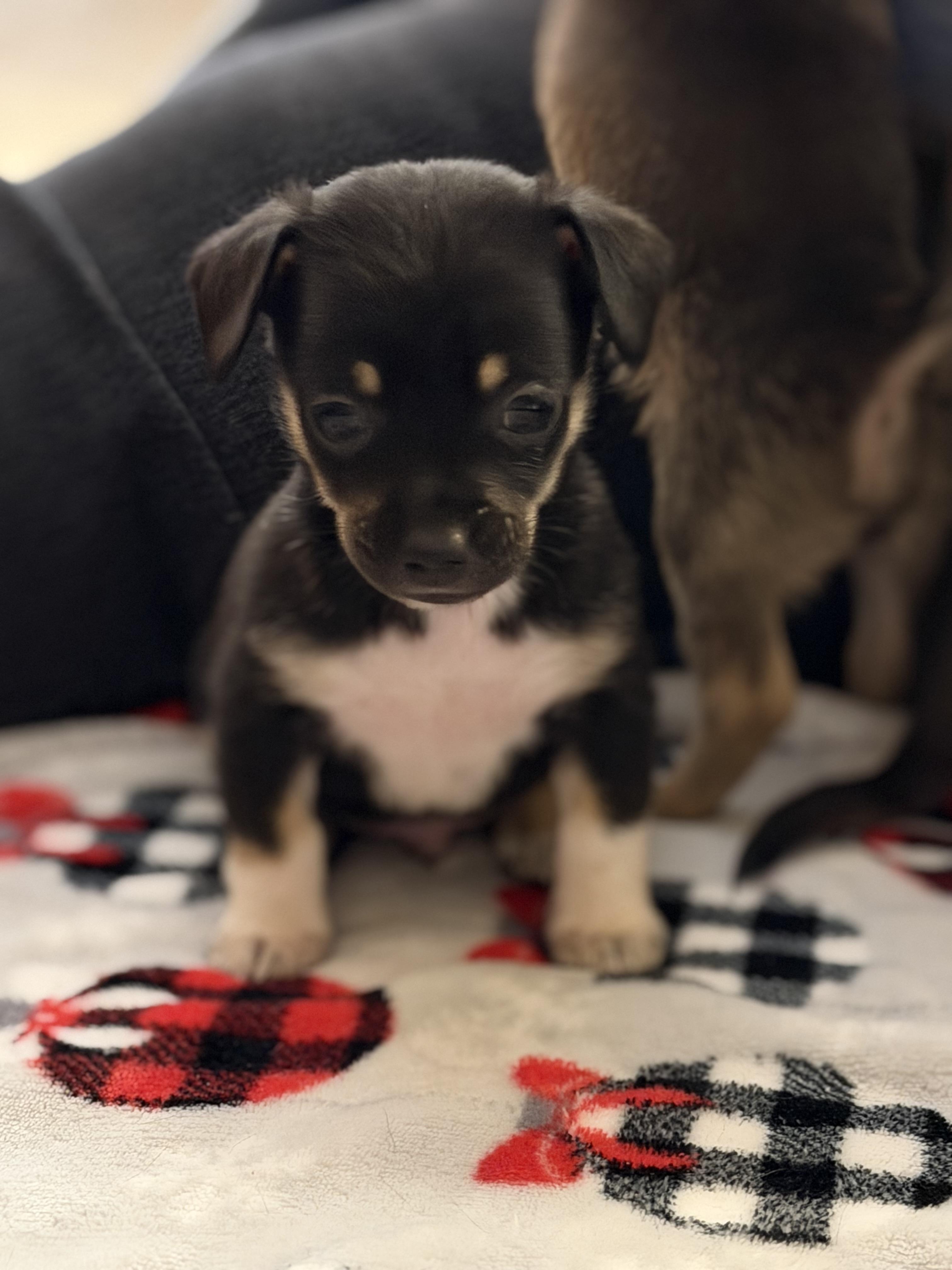 Enlarge Prince, a ADOPTABLE mixed breed in Olympia, WA image 1/4