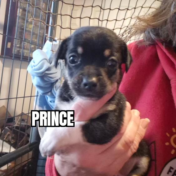 Enlarge Prince, a ADOPTABLE mixed breed in Olympia, WA image 4/4