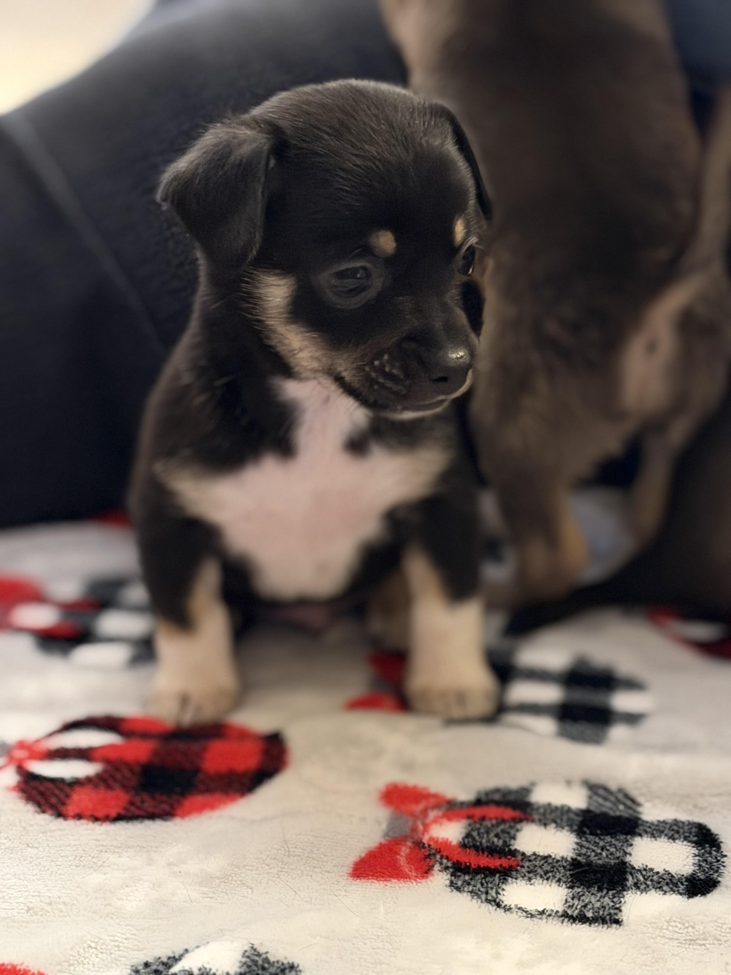 Enlarge Prince, a ADOPTABLE mixed breed in Olympia, WA image 3/4