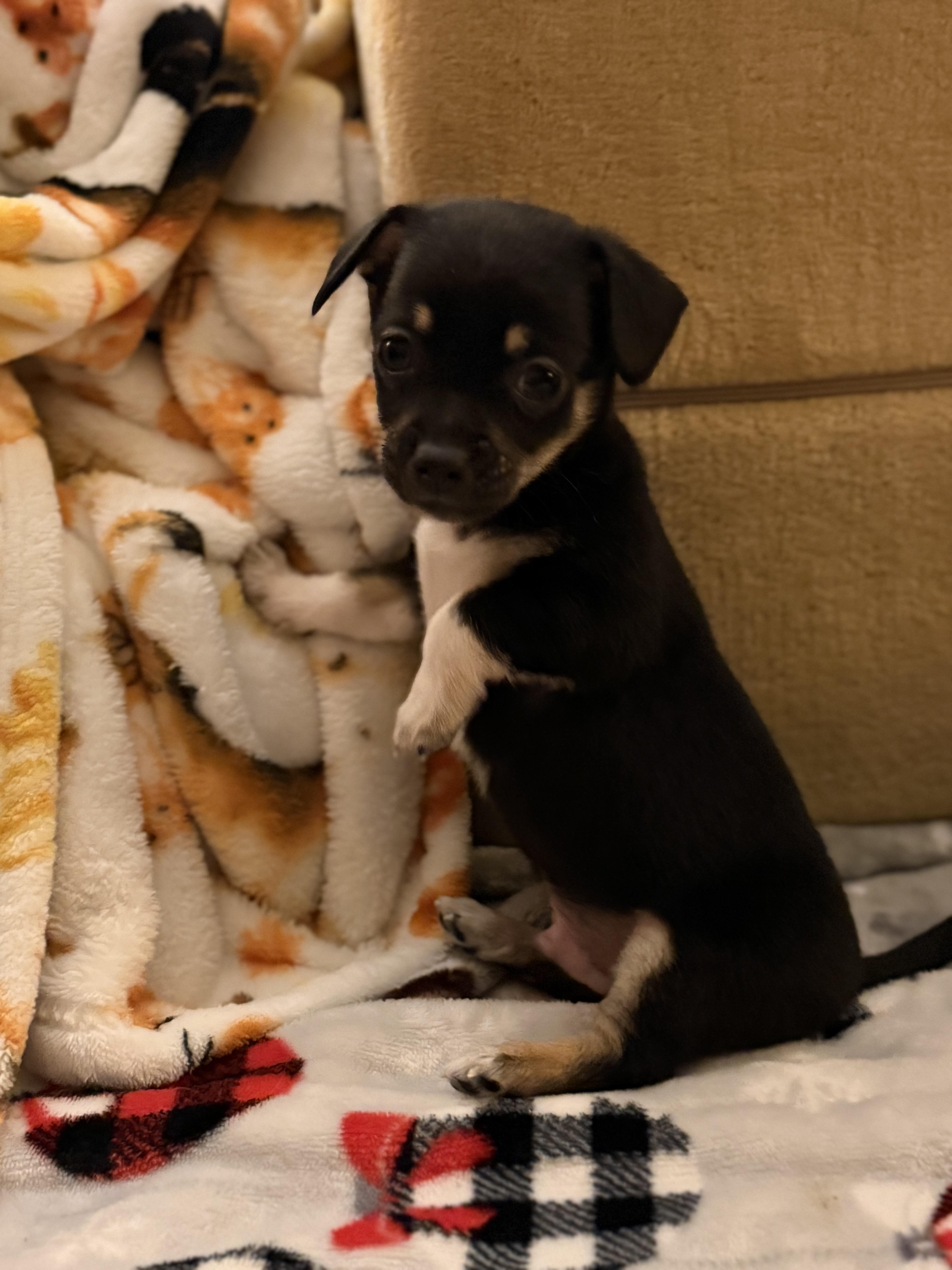 Enlarge Prince, a ADOPTABLE mixed breed in Olympia, WA image 2/4