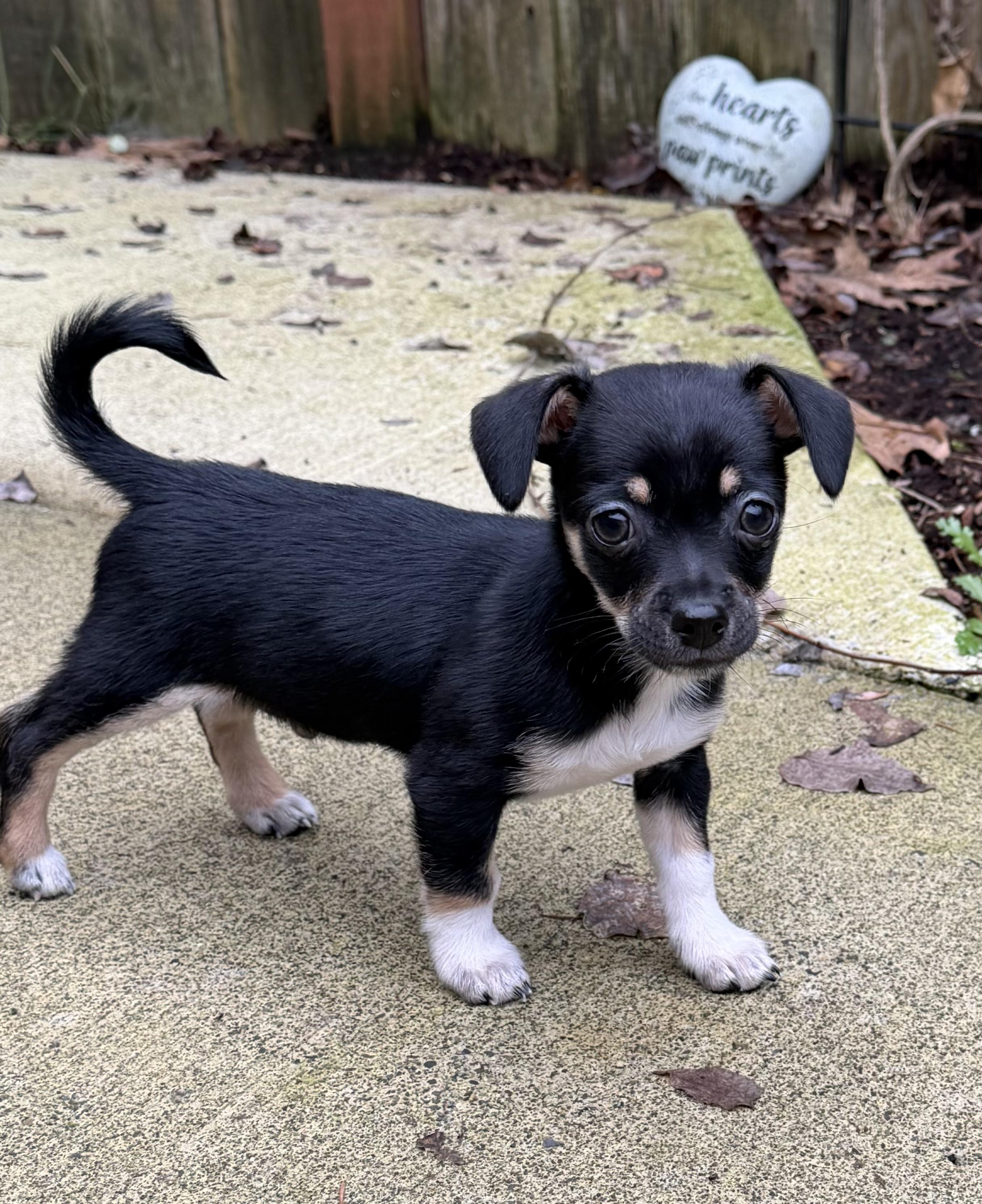 Prince, ADOPTABLE, Puppy Male Chiweenie.