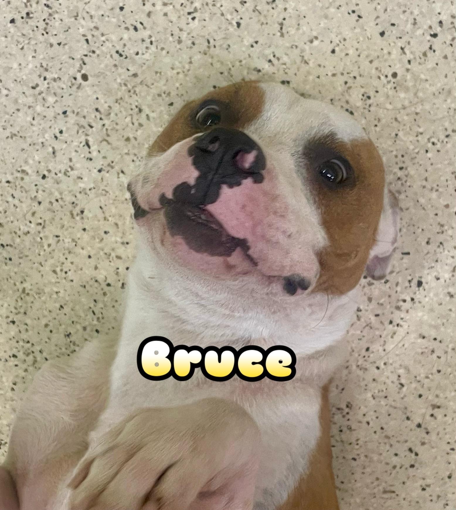 Bruce