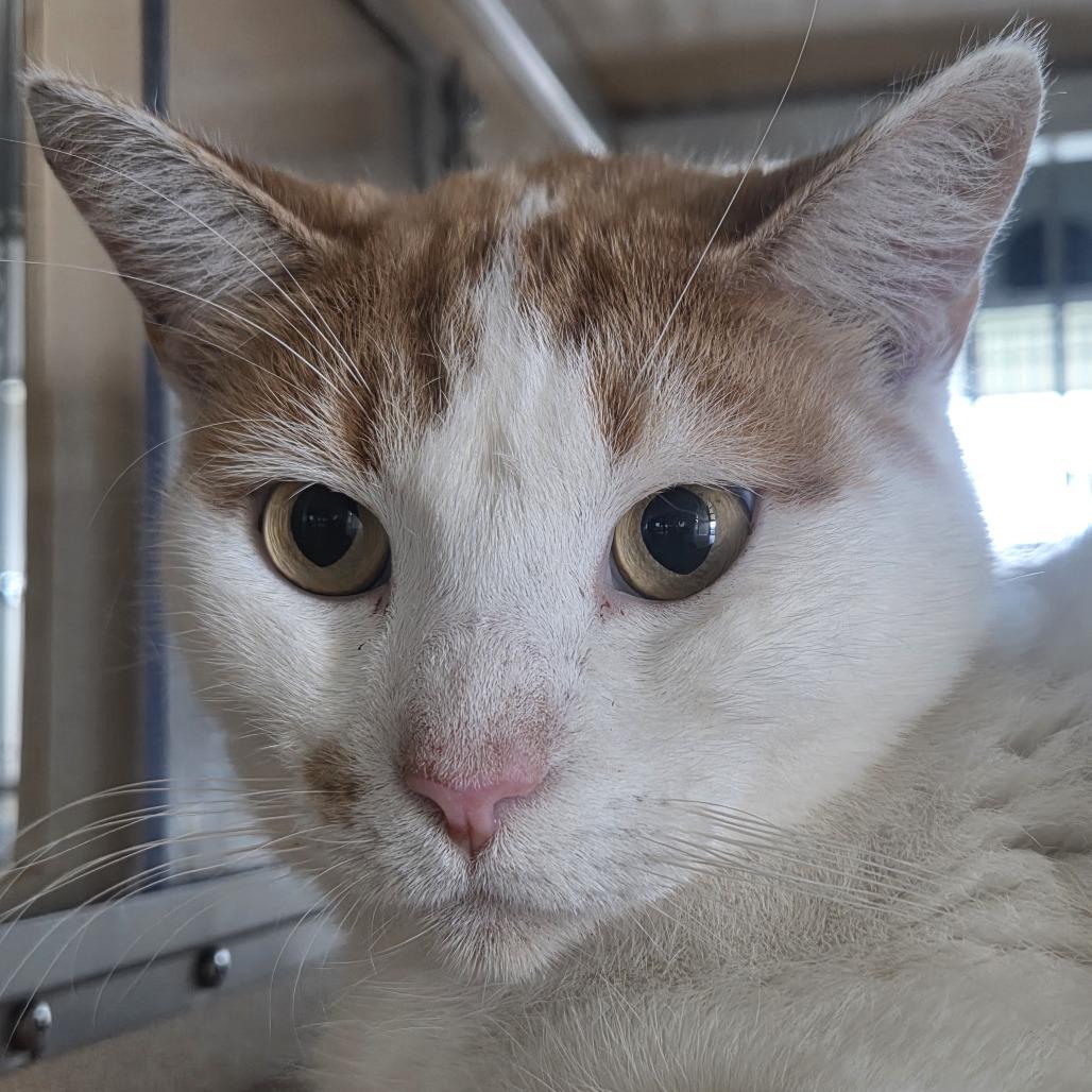 BG, Adoptable, Adult Male Domestic Short Hair.