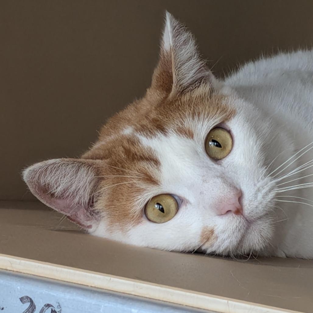 BG, a Adoptable Domestic Short Hair in Leander, TX image 2/2