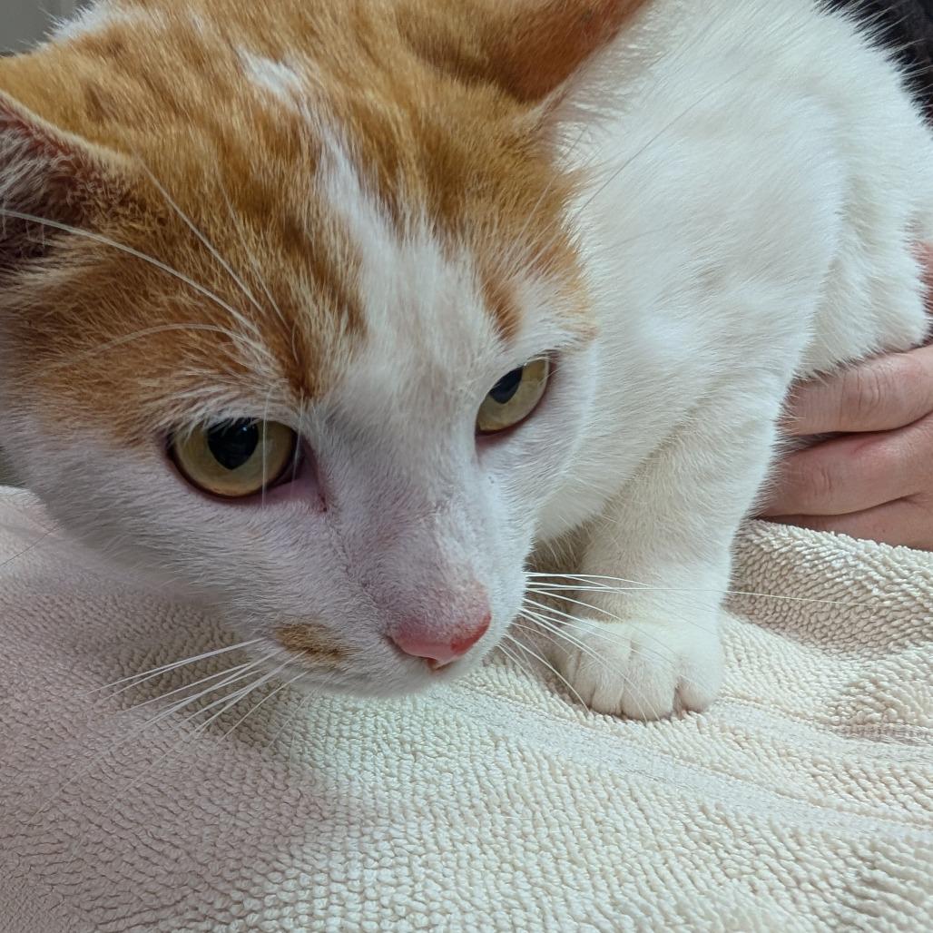 BG, a Adoptable Domestic Short Hair in Leander, TX image 2/2