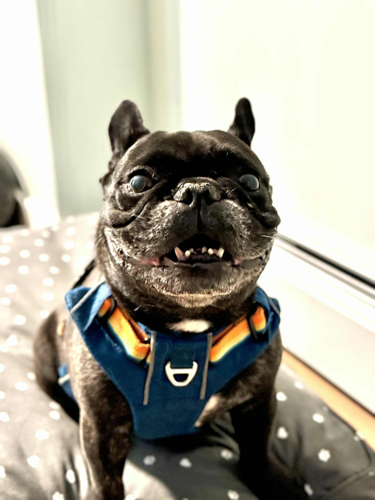 Basil, a Adopted French Bulldog in Catasauqua, PA image 1/3