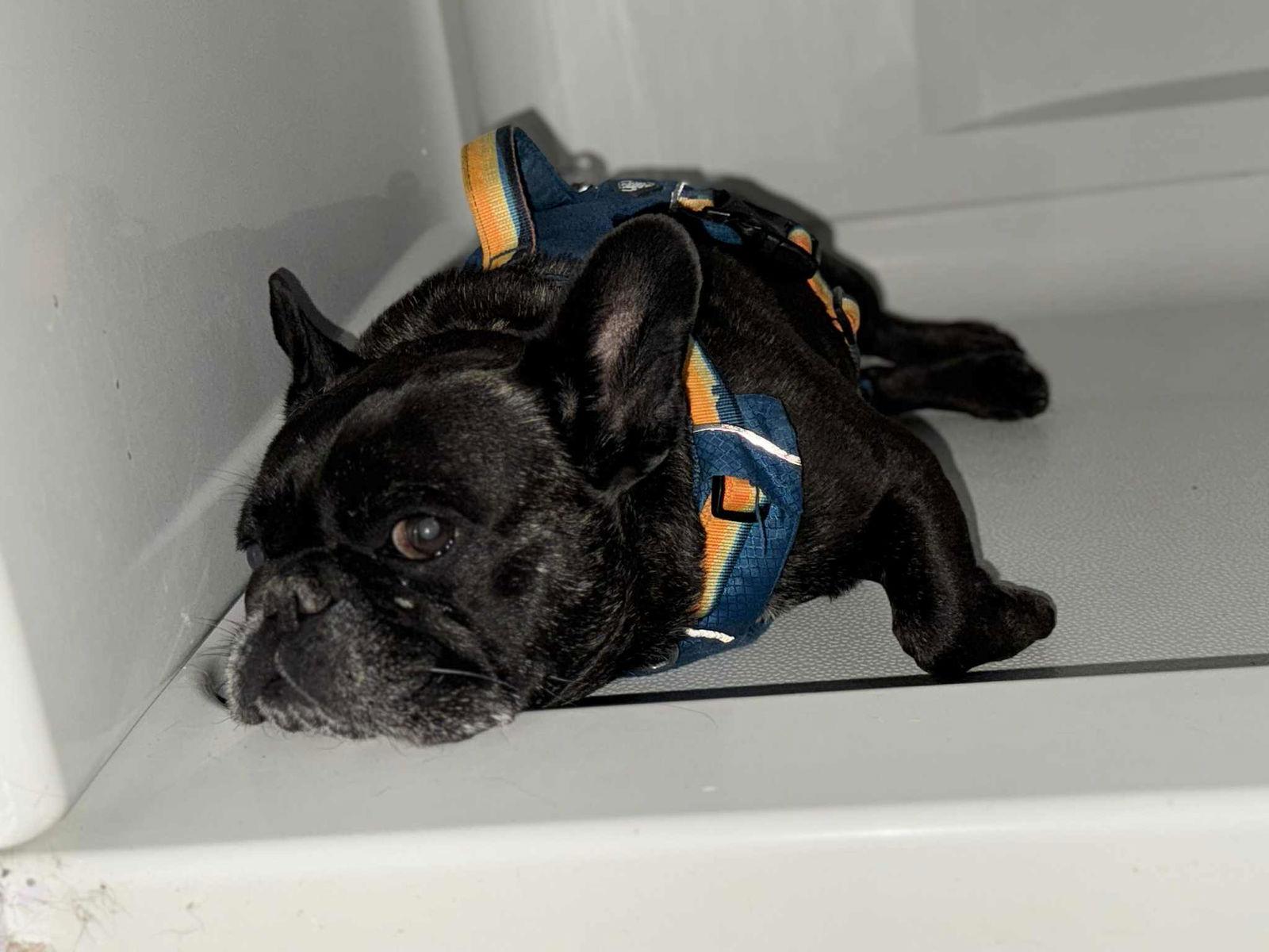 Basil, a Adopted French Bulldog in Catasauqua, PA image 3/3