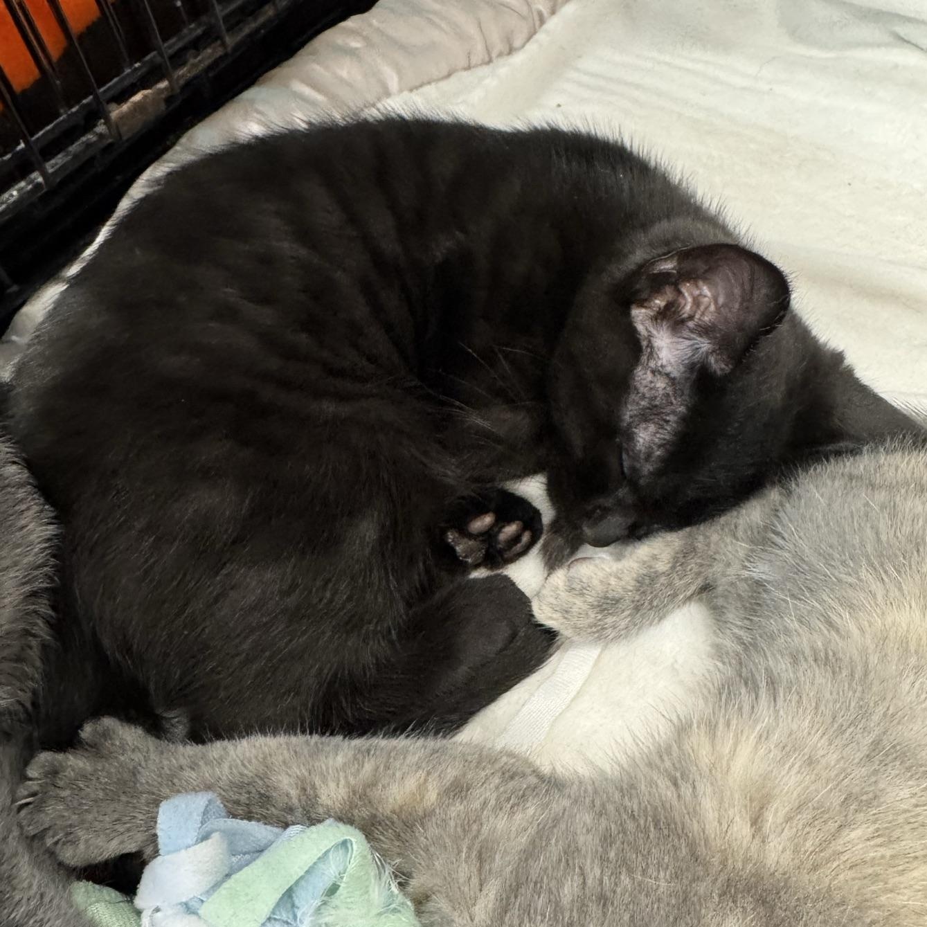 Enlarge Mason, a Adoptable Domestic Short Hair in Morris, MN image 2/3