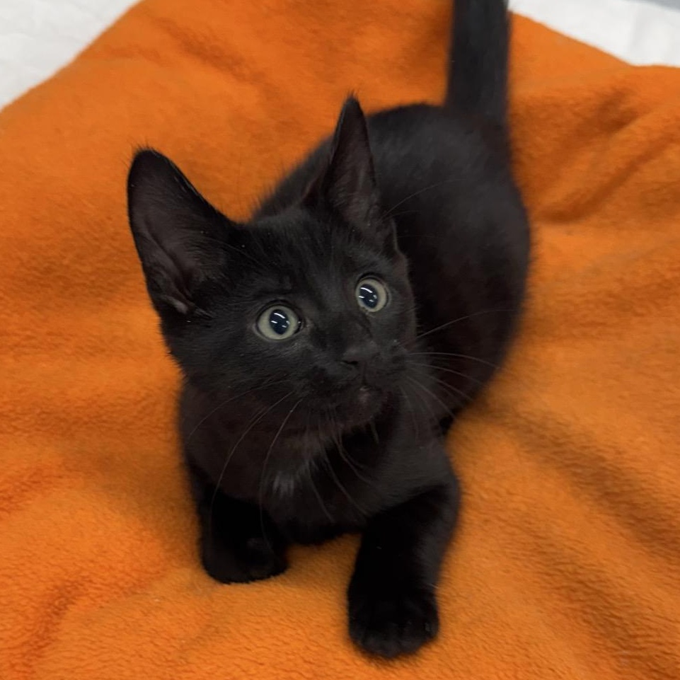 Mason, Adoptable, Kitten Male Domestic Short Hair.