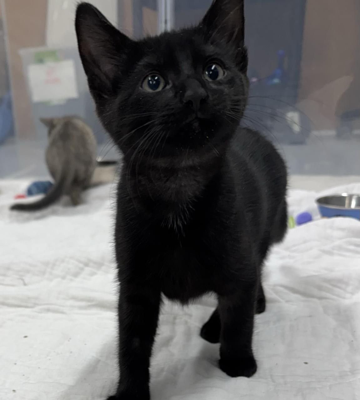 Enlarge Mason, a Adoptable Domestic Short Hair in Morris, MN image 1/3