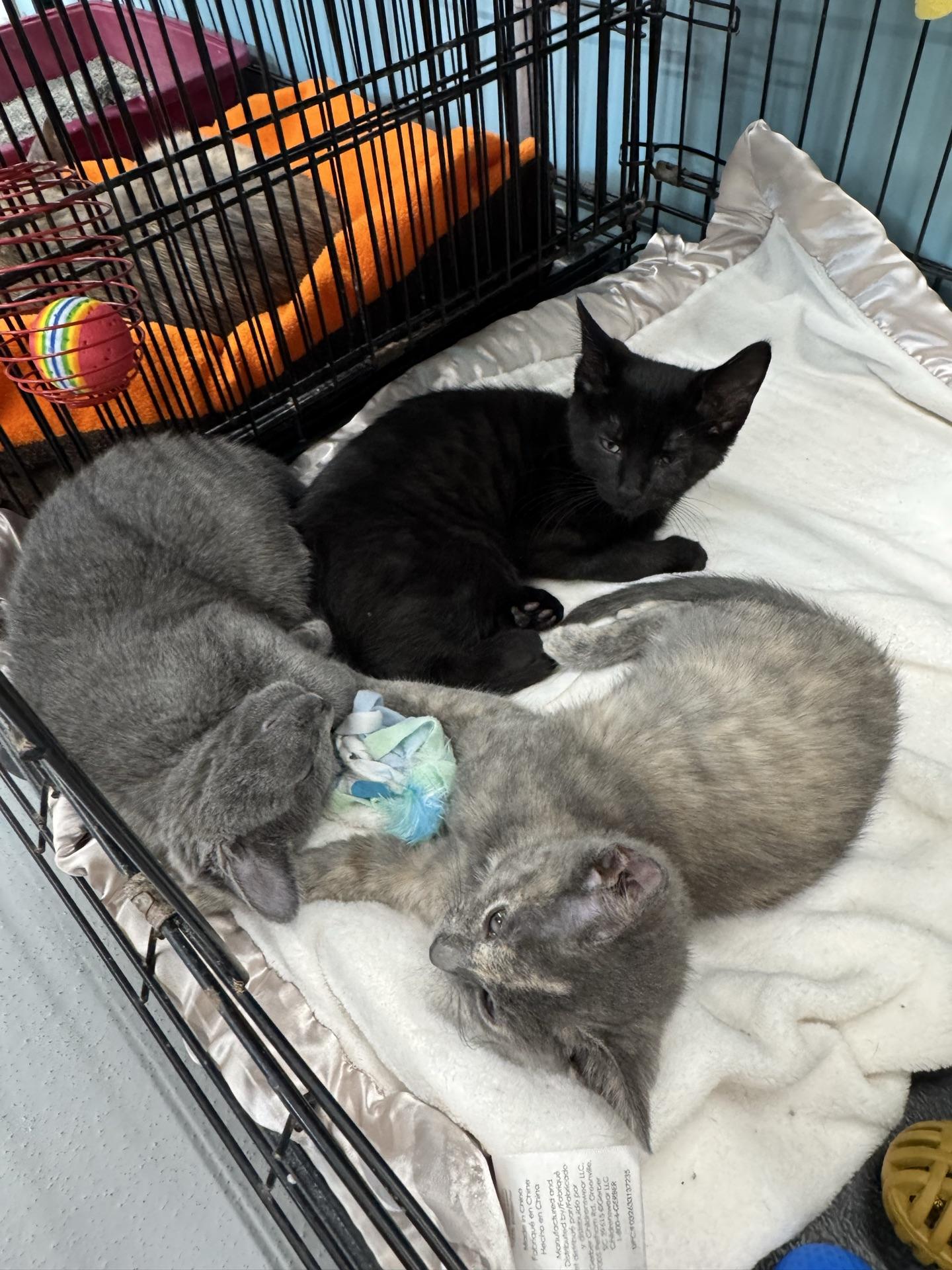 Enlarge Mason, a Adoptable Domestic Short Hair in Morris, MN image 3/3