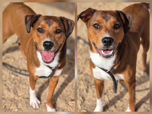 JAYDE, Adoptable, Young Female Pit Bull Terrier & Mixed Breed.