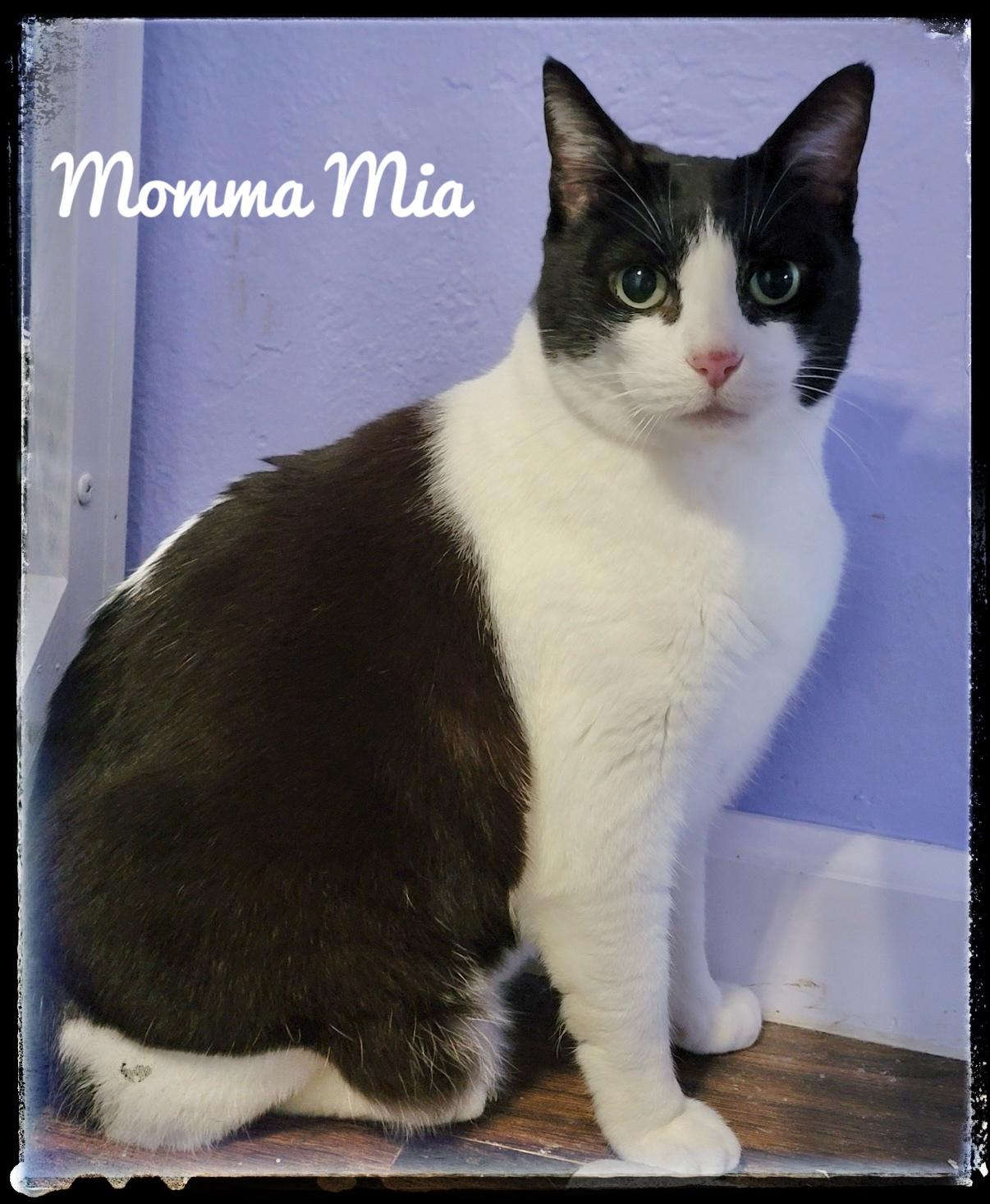 Enlarge Momma Mia, a Adoptable Domestic Short Hair in El Cajon, CA image 1/1