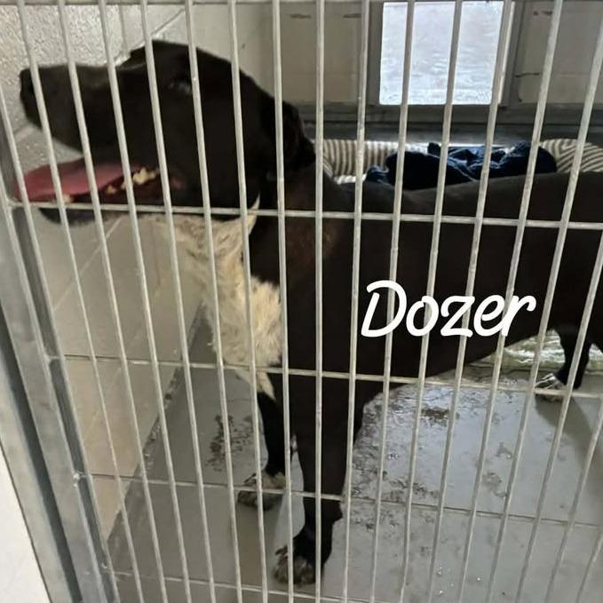Dozer, Adoptable, Adult Male American Staffordshire Terrier & Mixed Breed.