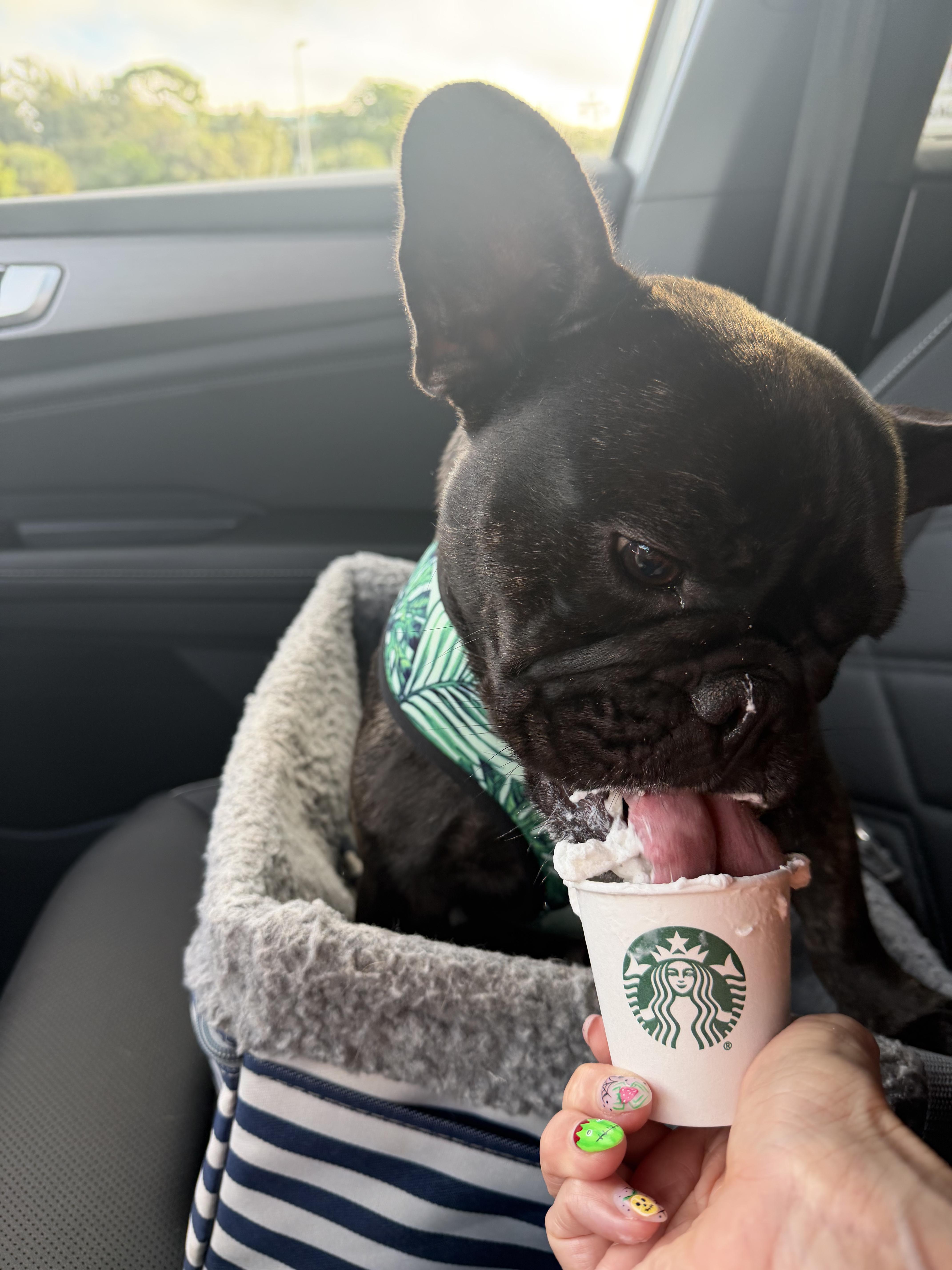 Enlarge Dottie, a Adoptable French Bulldog in Cape Coral, FL image 1/6