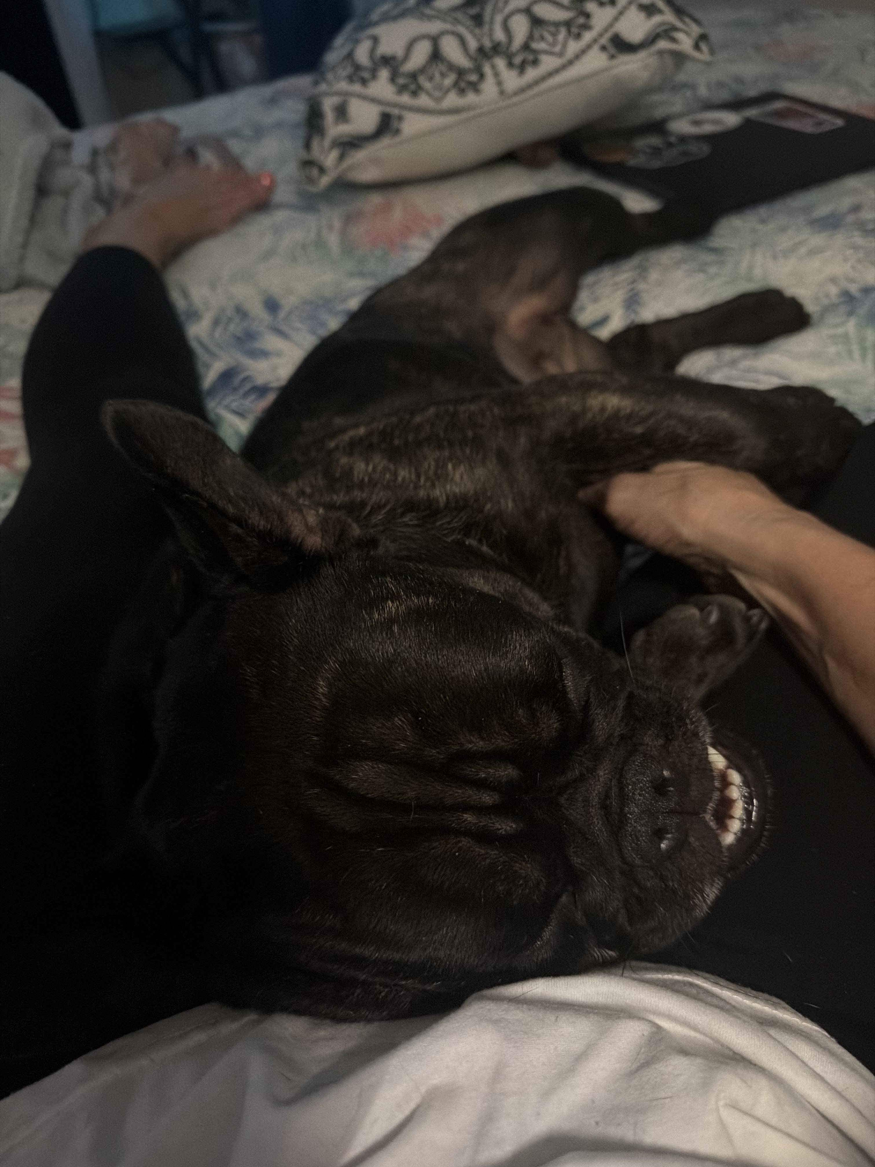 Enlarge Dottie, a Adoptable French Bulldog in Cape Coral, FL image 4/6
