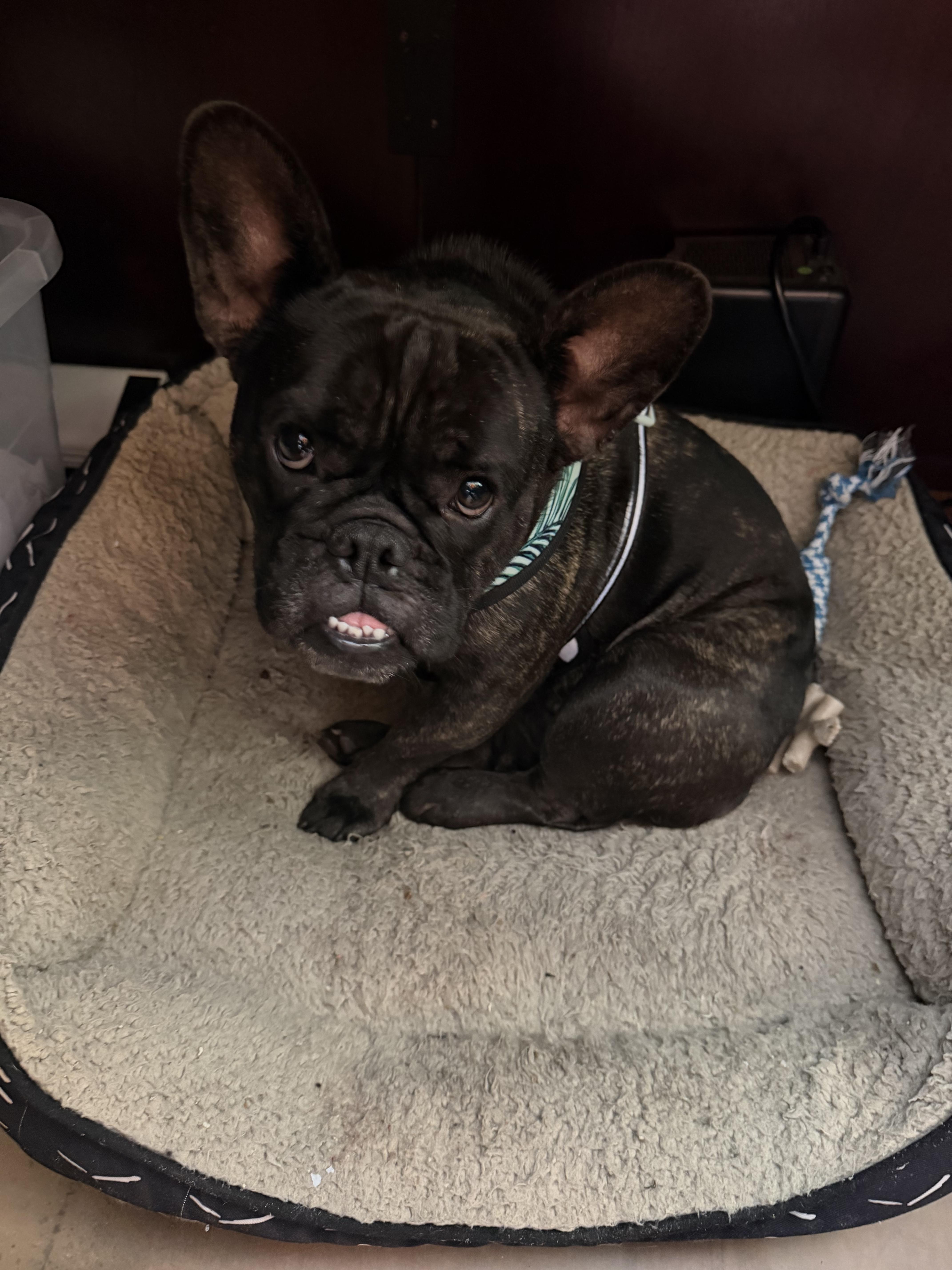Enlarge Dottie, a Adoptable French Bulldog in Cape Coral, FL image 2/6