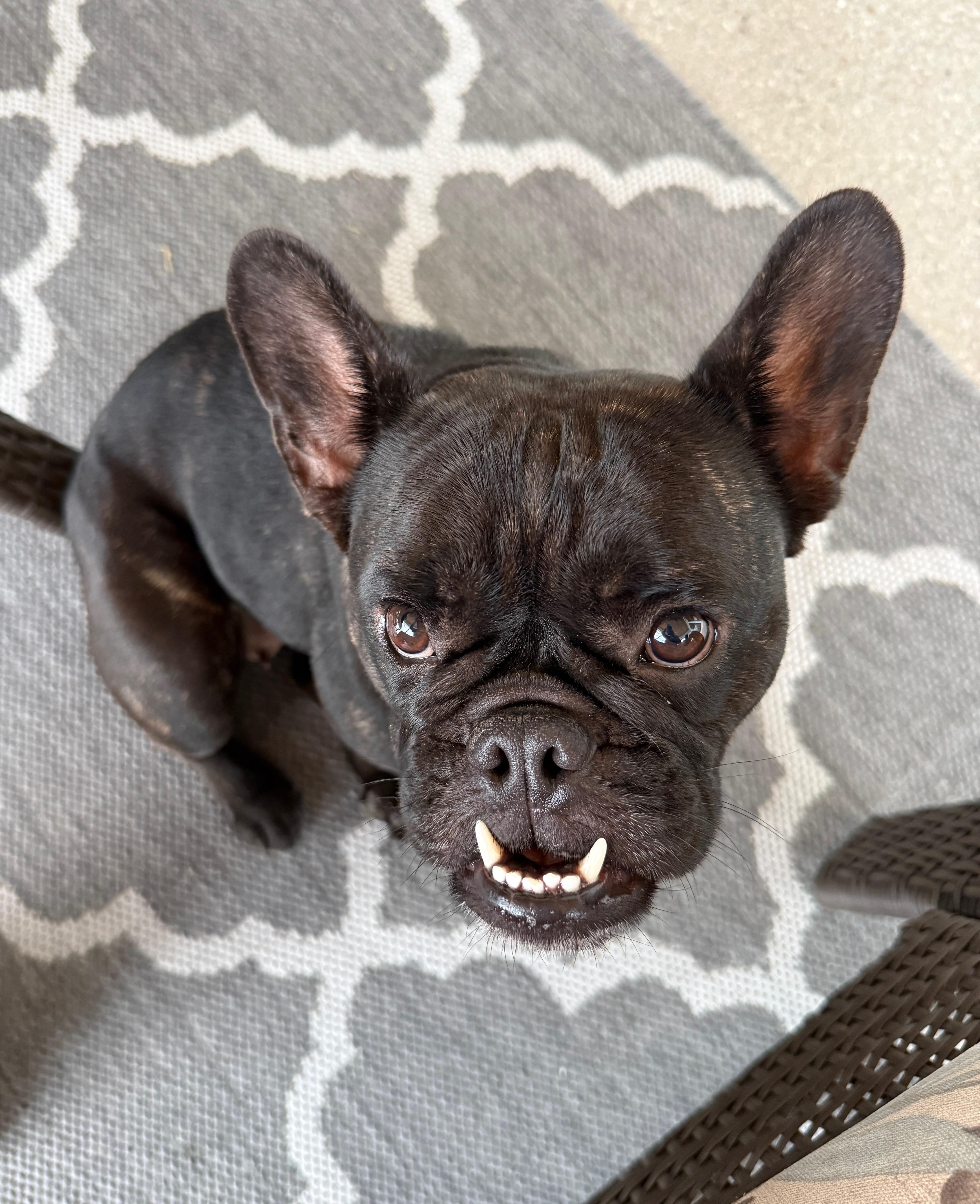 Enlarge Dottie, a Adoptable French Bulldog in Cape Coral, FL image 5/6