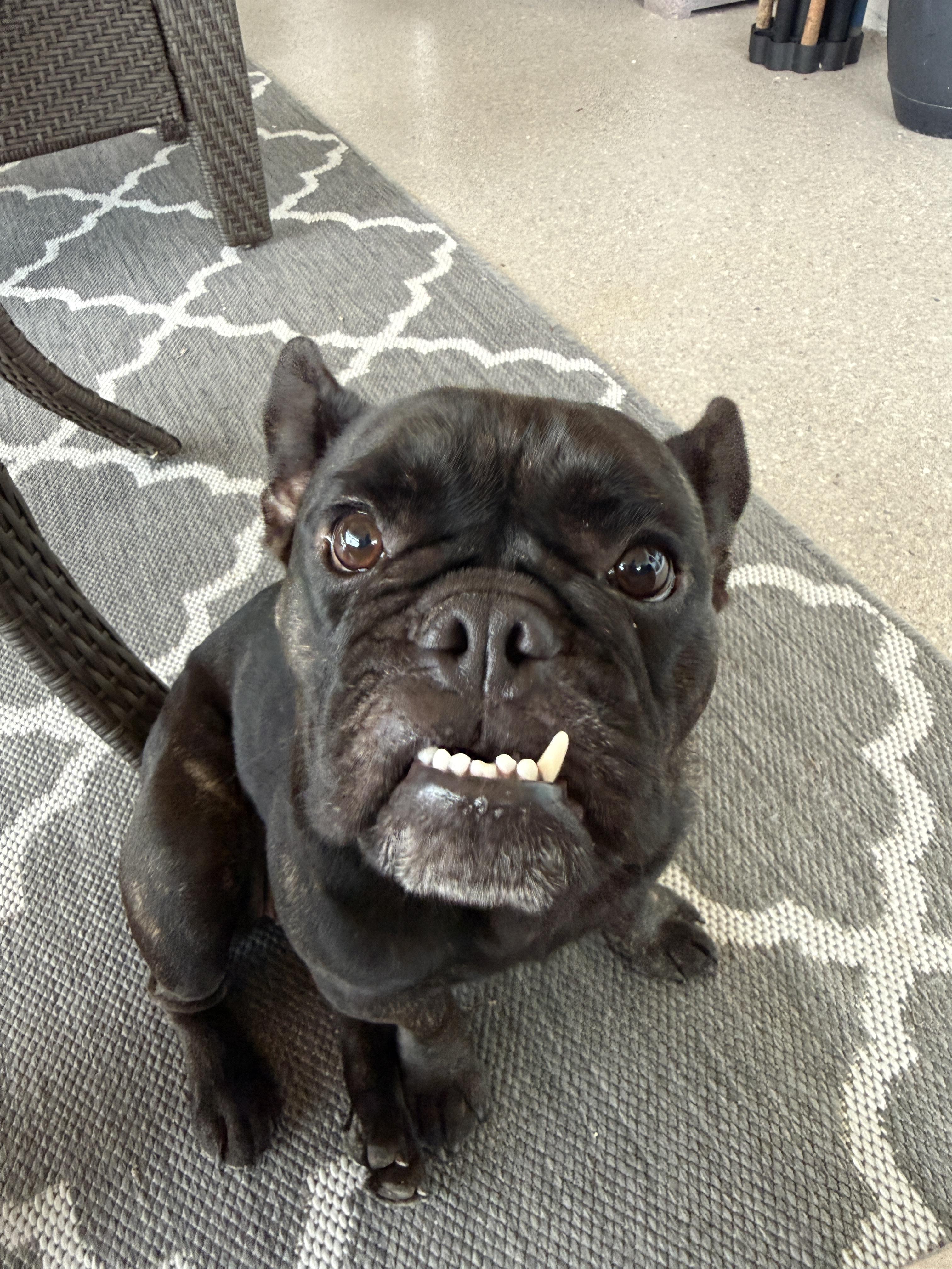 Enlarge Dottie, a Adoptable French Bulldog in Cape Coral, FL image 6/6