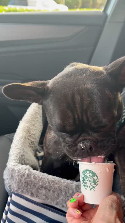 Enlarge Dottie, a Adoptable French Bulldog in Cape Coral, FL video 3/6