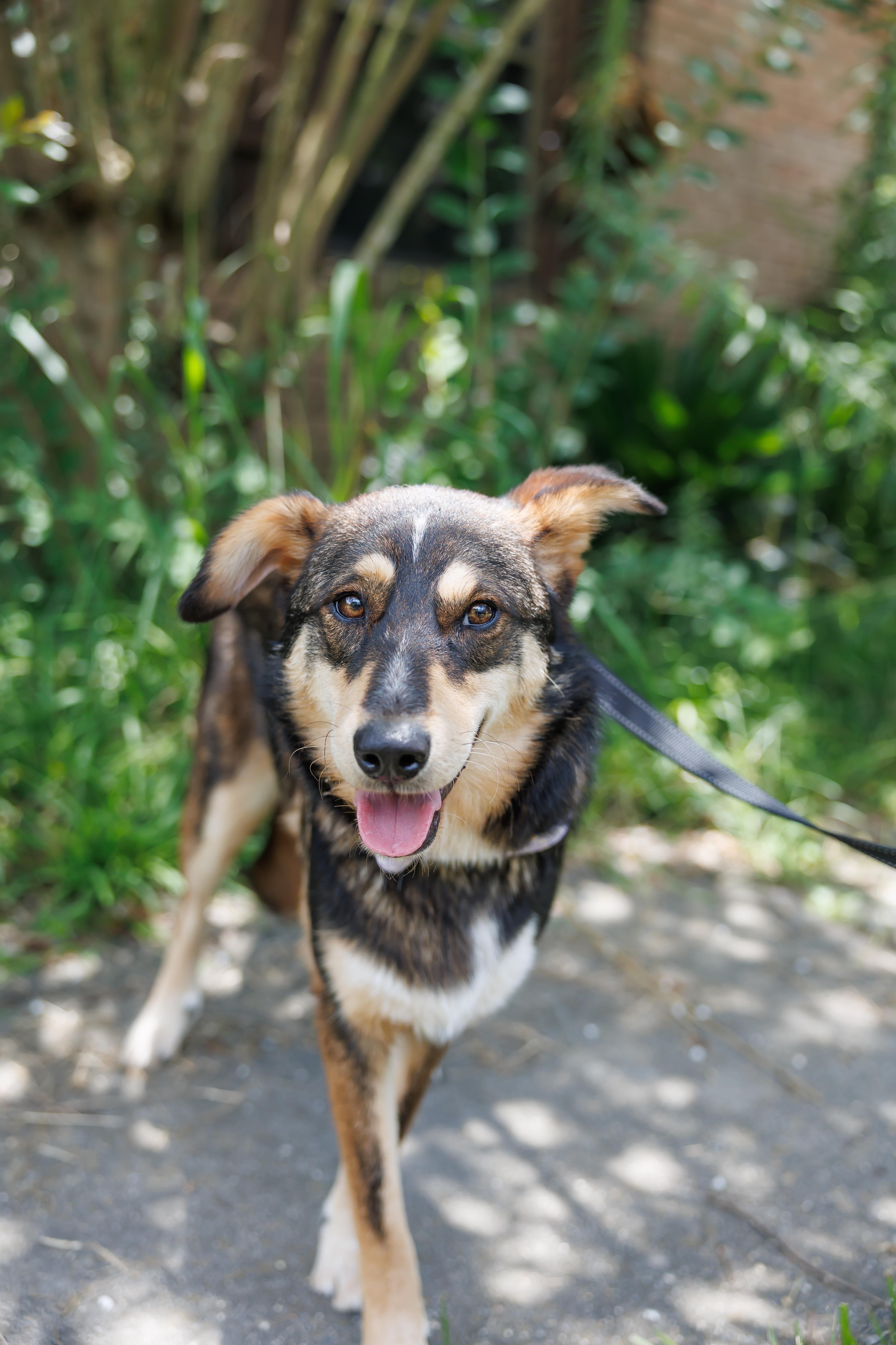 Kylie, a ADOPTABLE mixed breed in Albany, NY image 2/6
