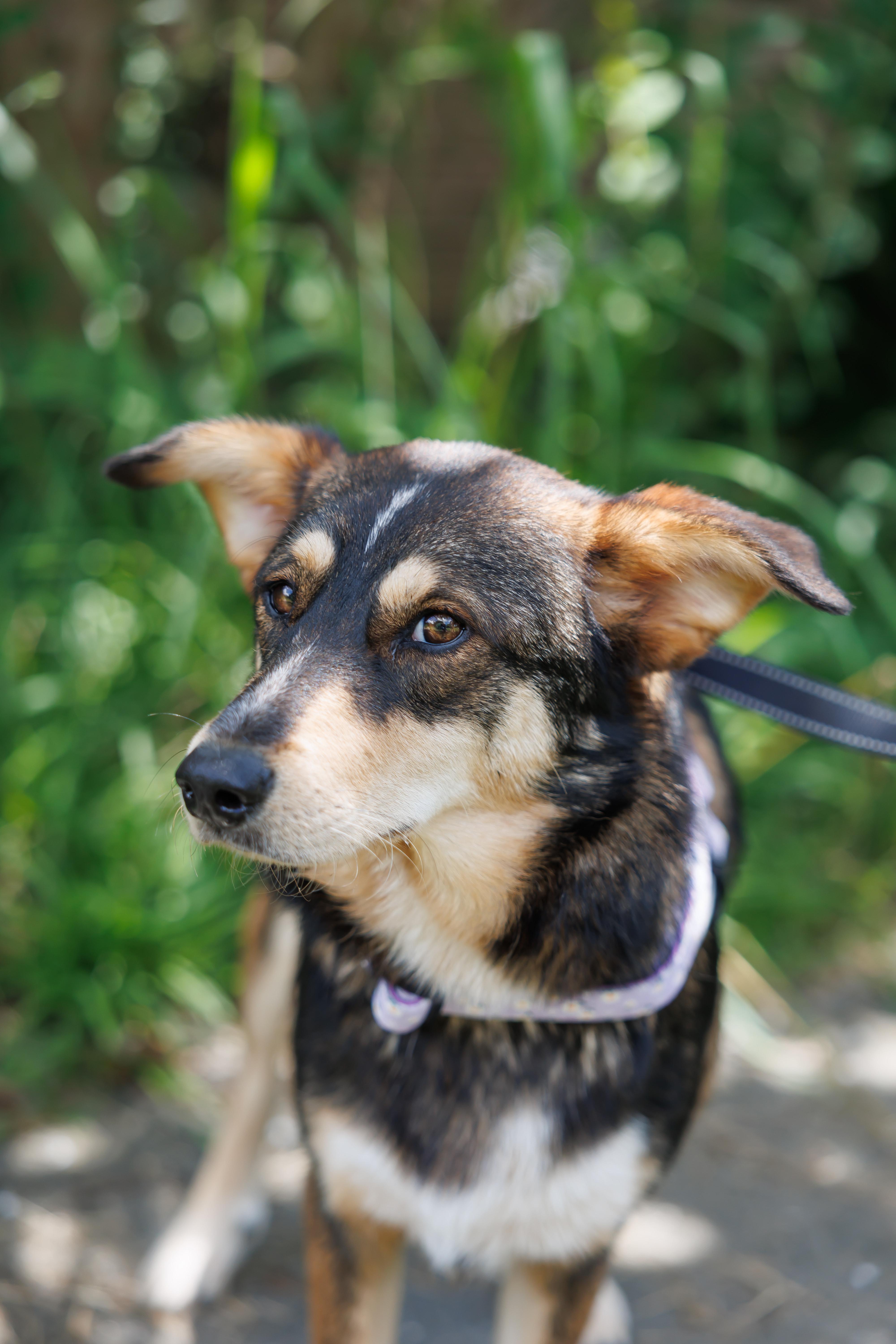 Kylie, a ADOPTABLE mixed breed in Albany, NY image 5/6