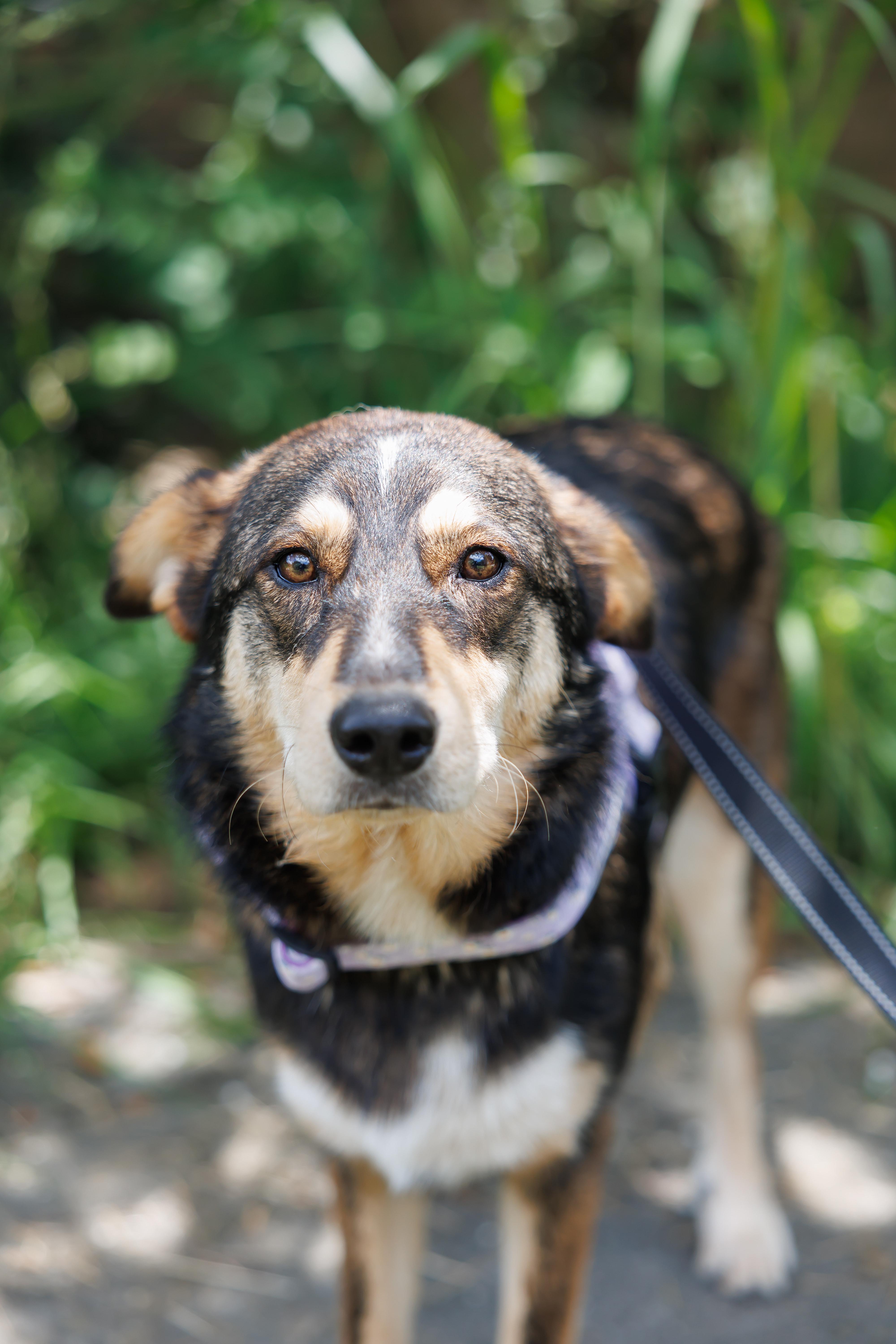 Kylie, ADOPTABLE, Young Female Australian Cattle Dog / Blue Heeler.