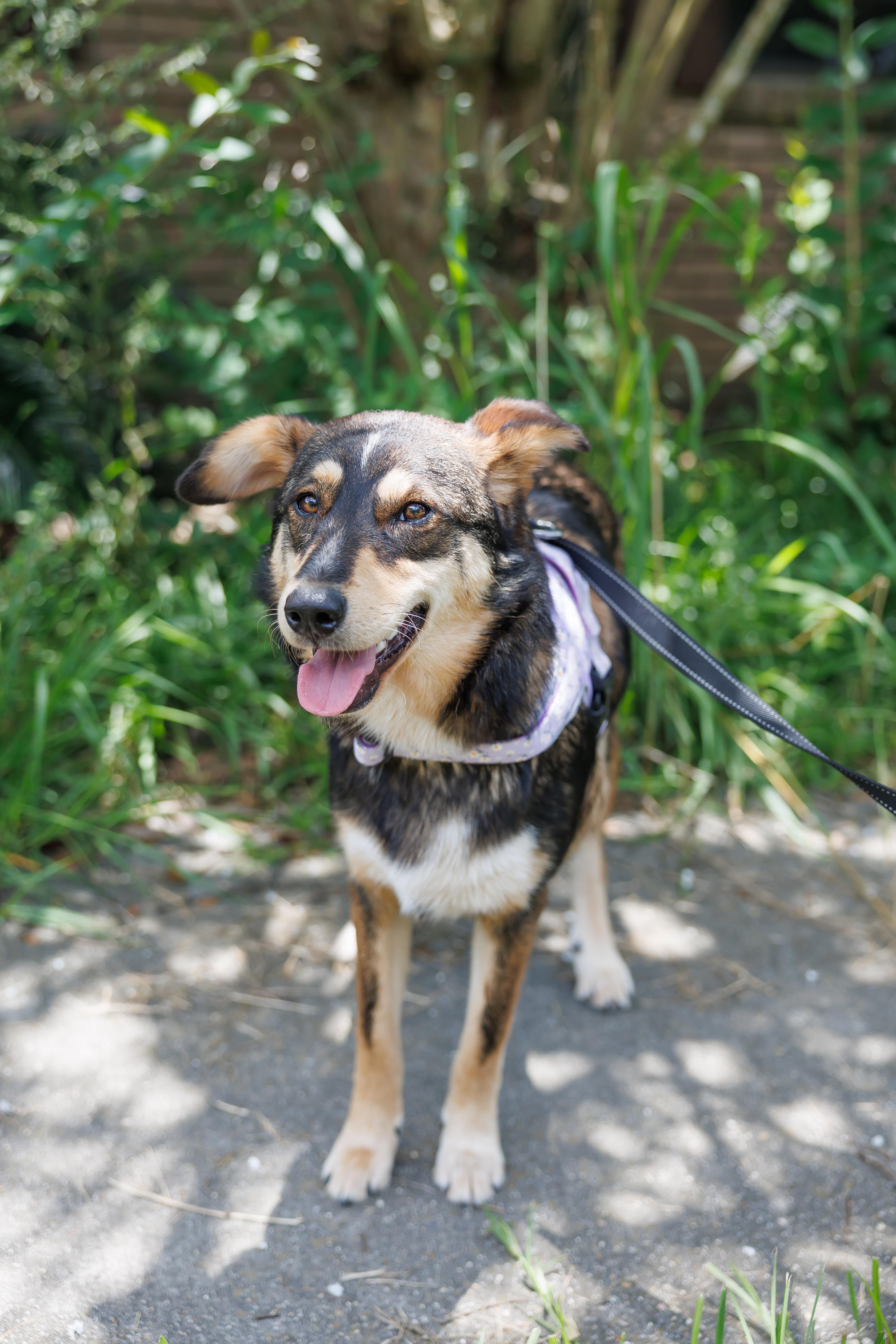 Kylie, a ADOPTABLE mixed breed in Albany, NY image 4/6