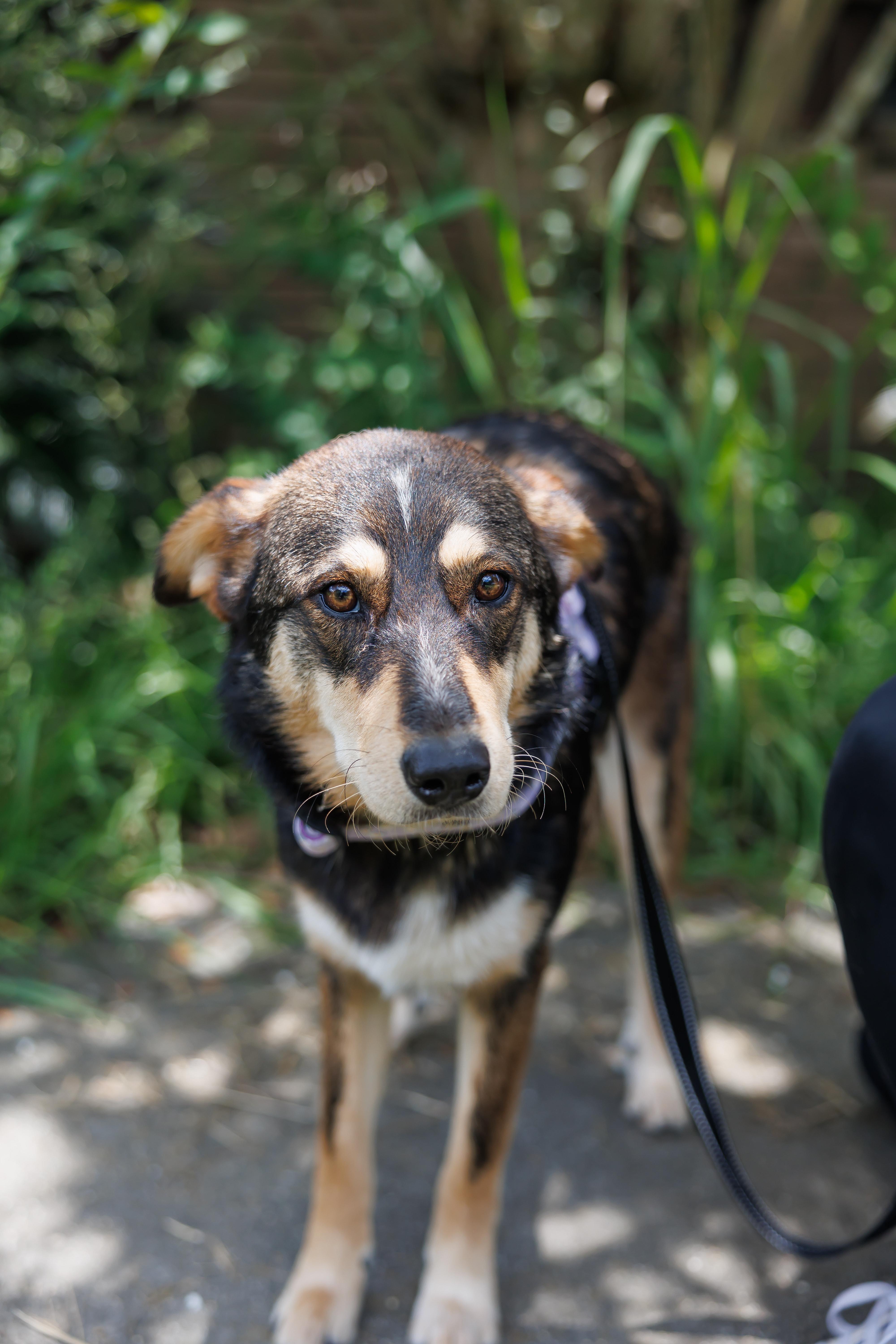 Kylie, a ADOPTABLE mixed breed in Albany, NY image 3/6