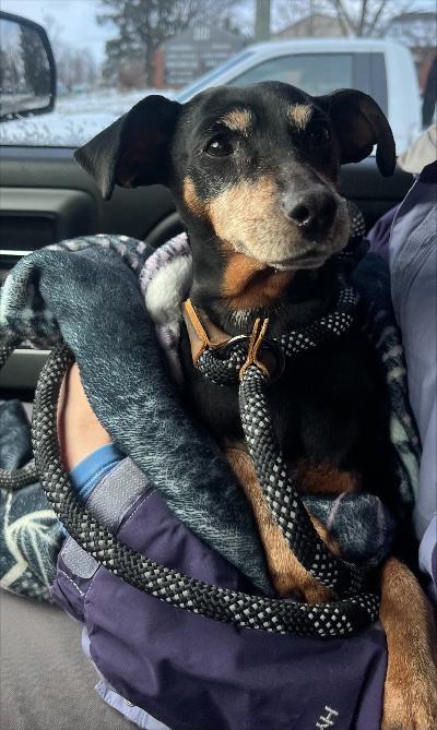 Enlarge Zelda, a ADOPTABLE mixed breed in Fort Wayne, IN image 2/2