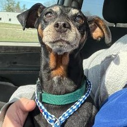 Enlarge Zelda, a ADOPTABLE mixed breed in Fort Wayne, IN image 1/2