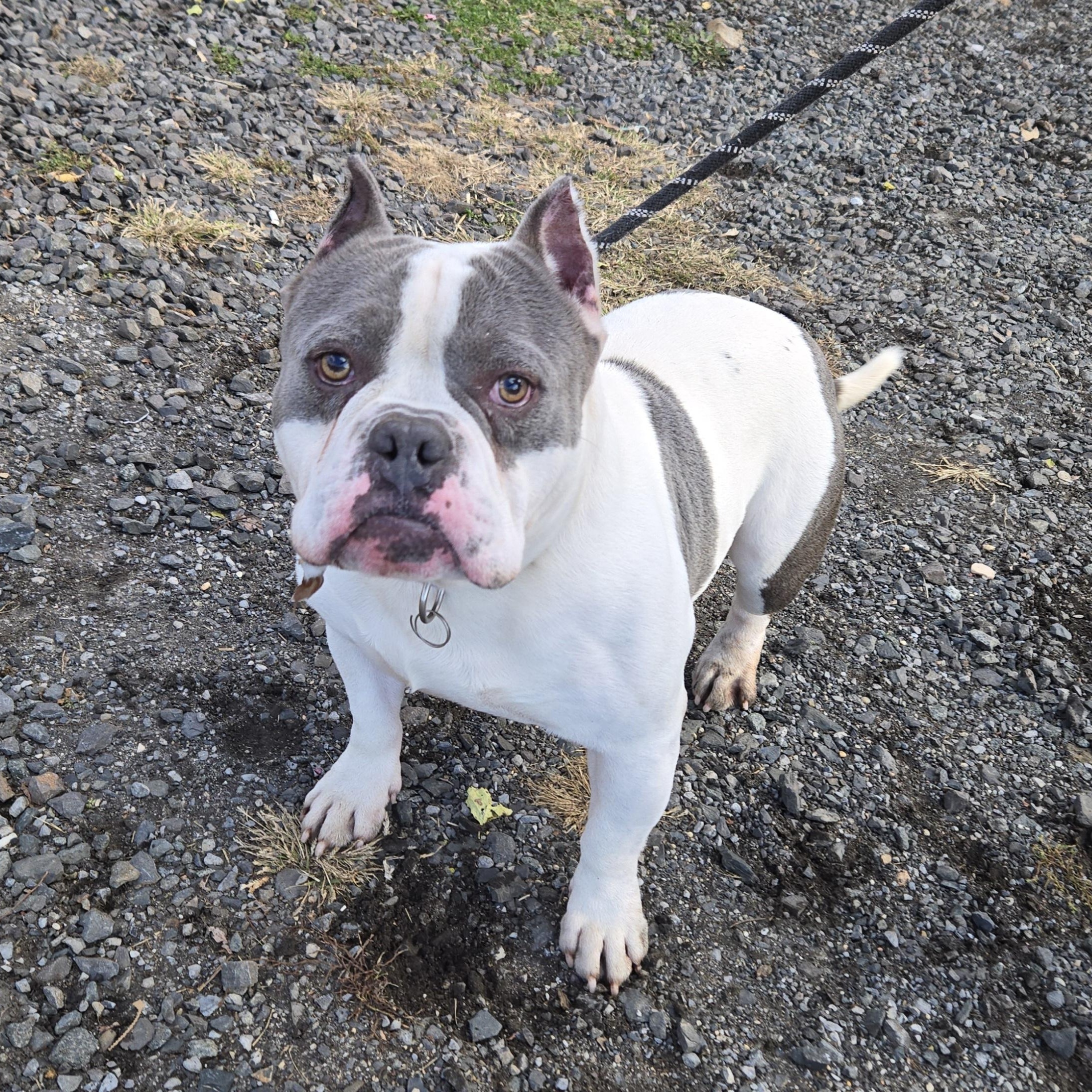 Roux, Adoptable, Adult Male Bull Terrier.