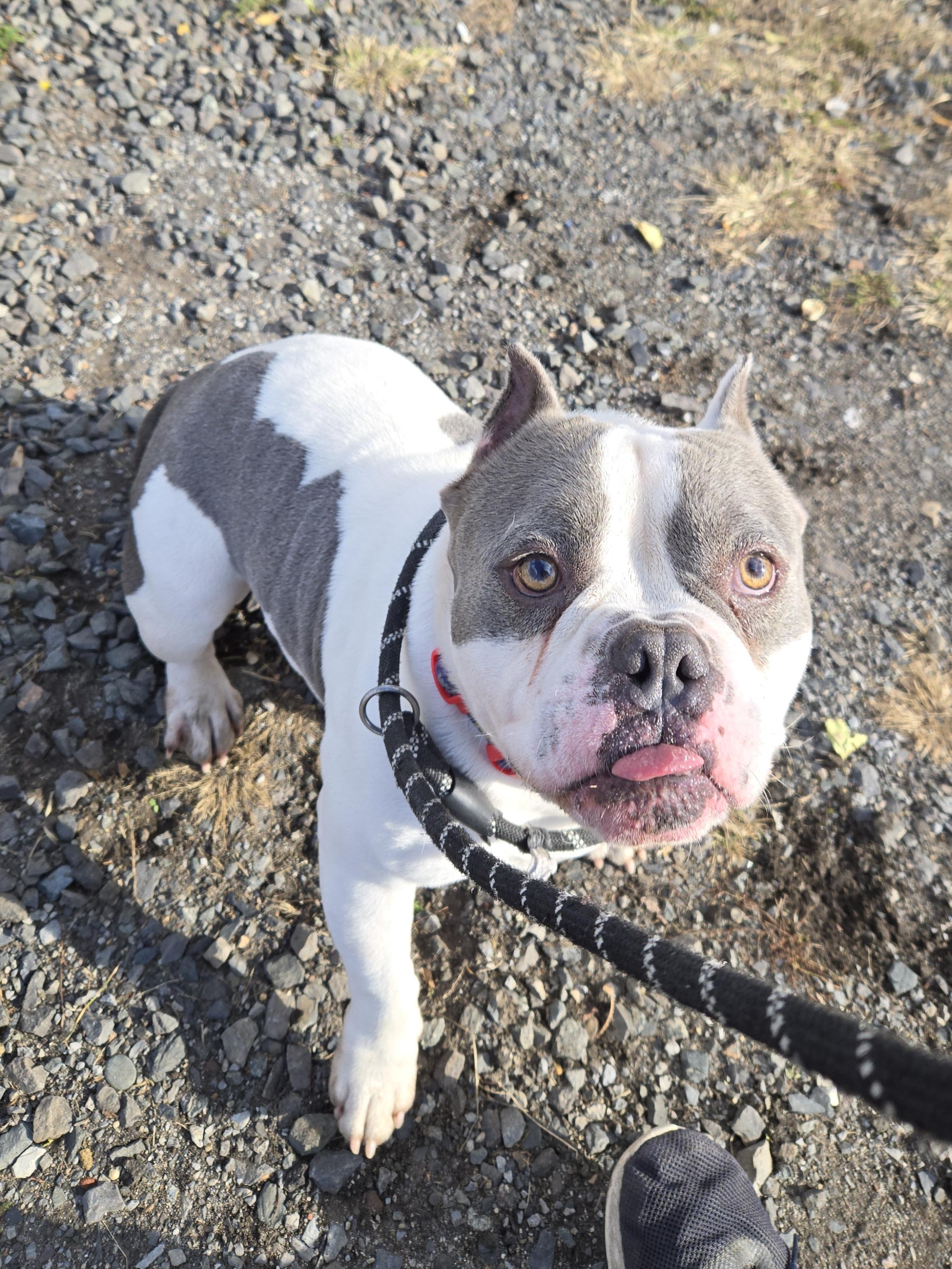 Enlarge Roux, a Adoptable Bull Terrier in Trenton, NJ image 2/3