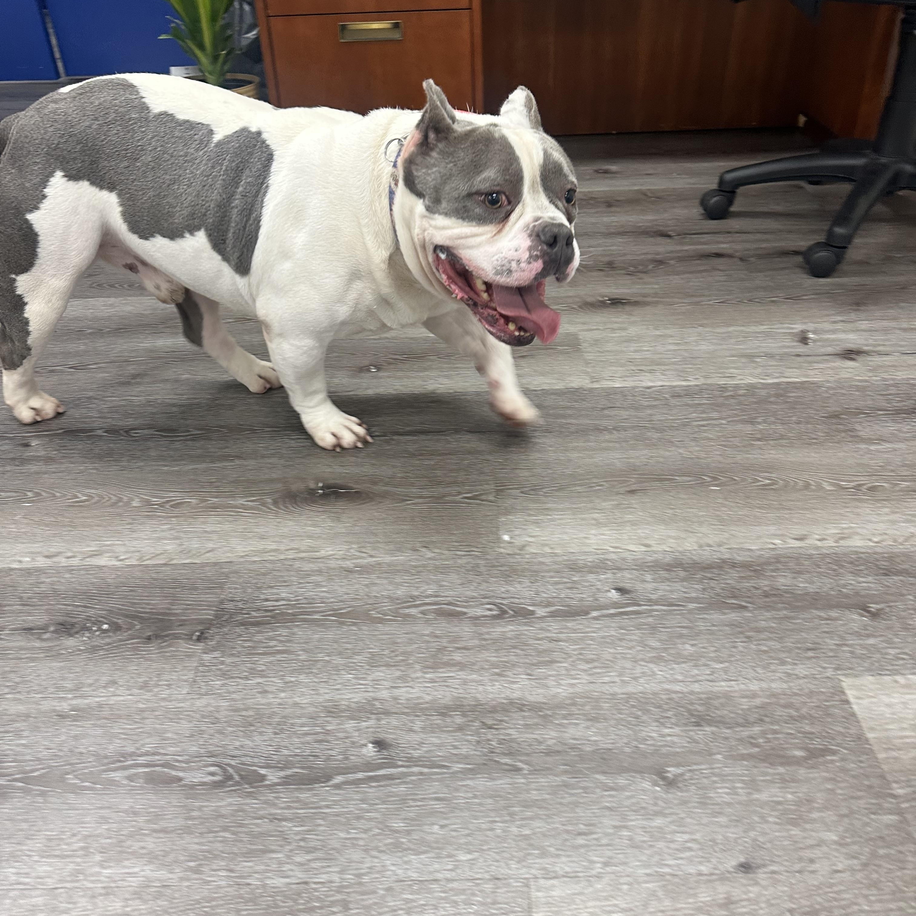 Enlarge Roux, a Adoptable Bull Terrier in Trenton, NJ image 3/3