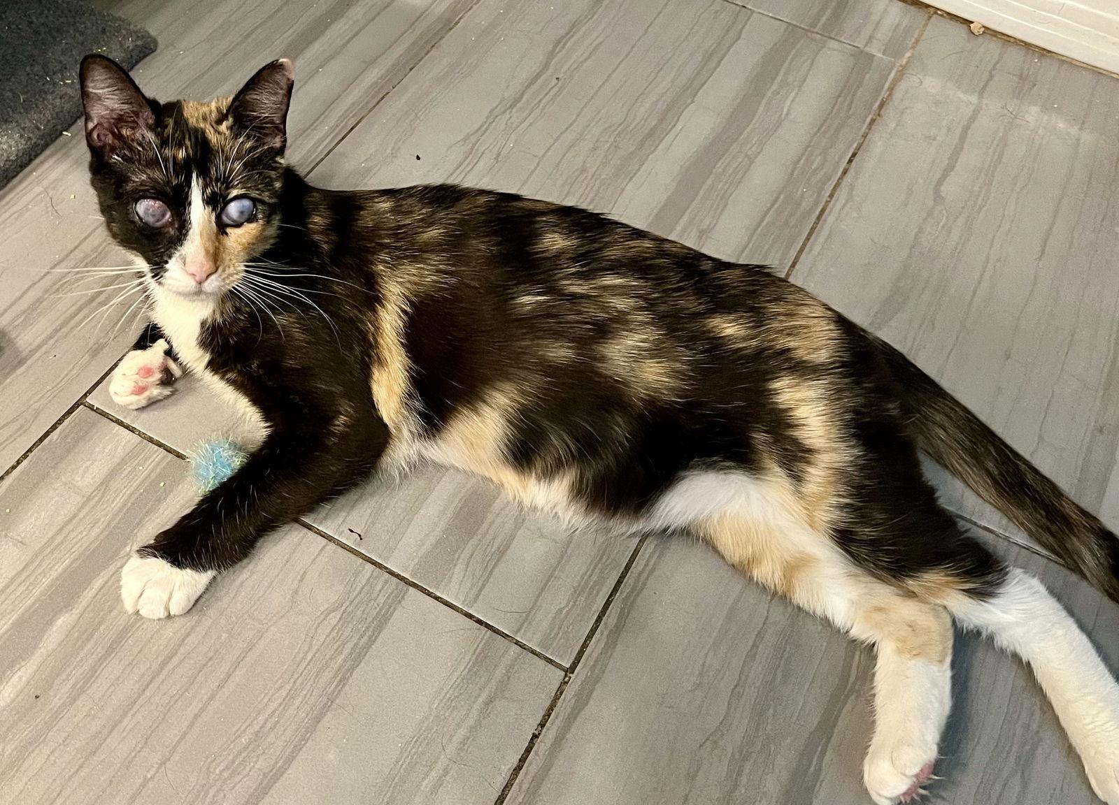 Jelly, a Adoptable mixed breed in Laguna Niguel, CA image 1/3