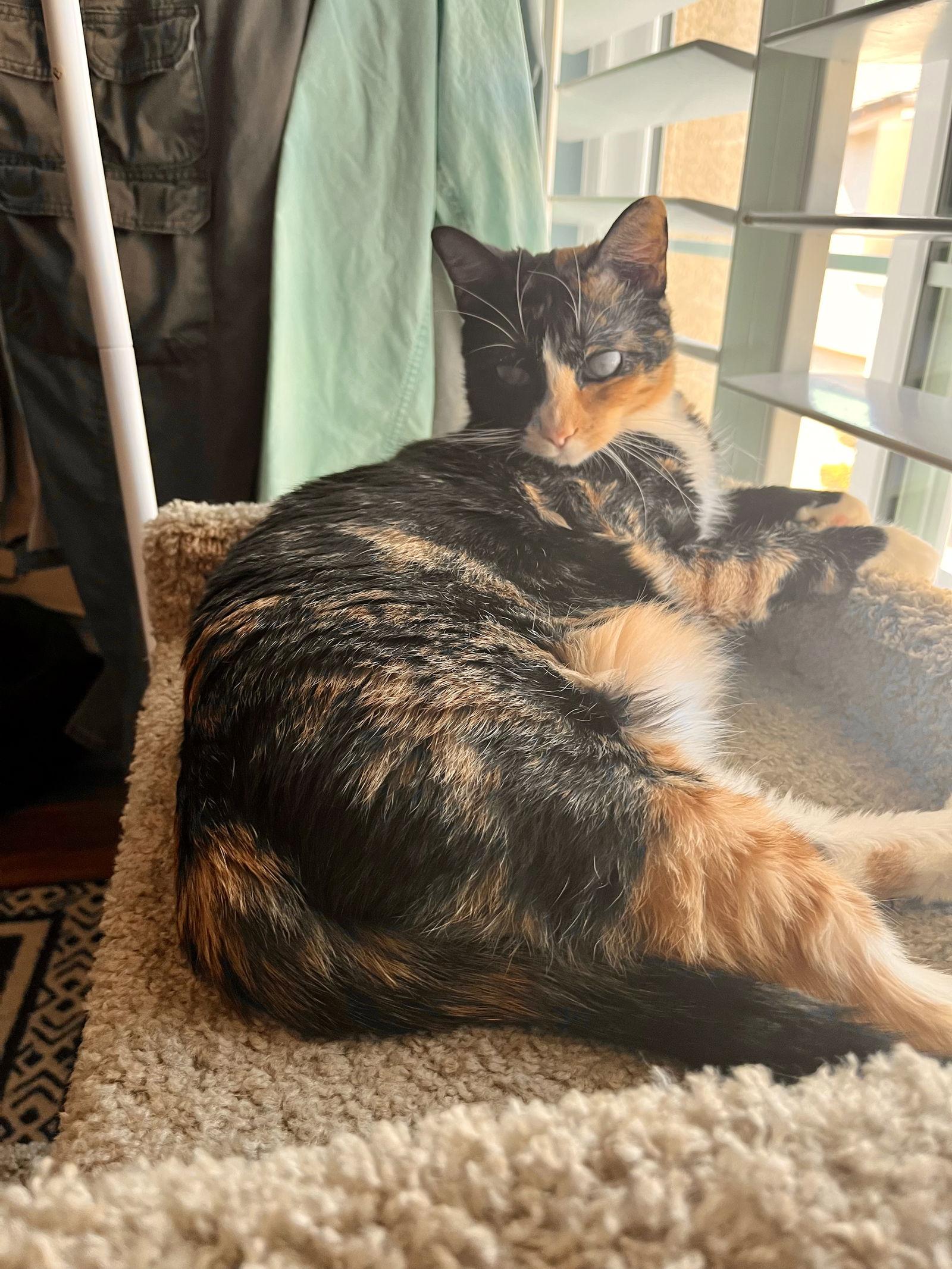 Jelly, a Adoptable mixed breed in Laguna Niguel, CA image 2/3