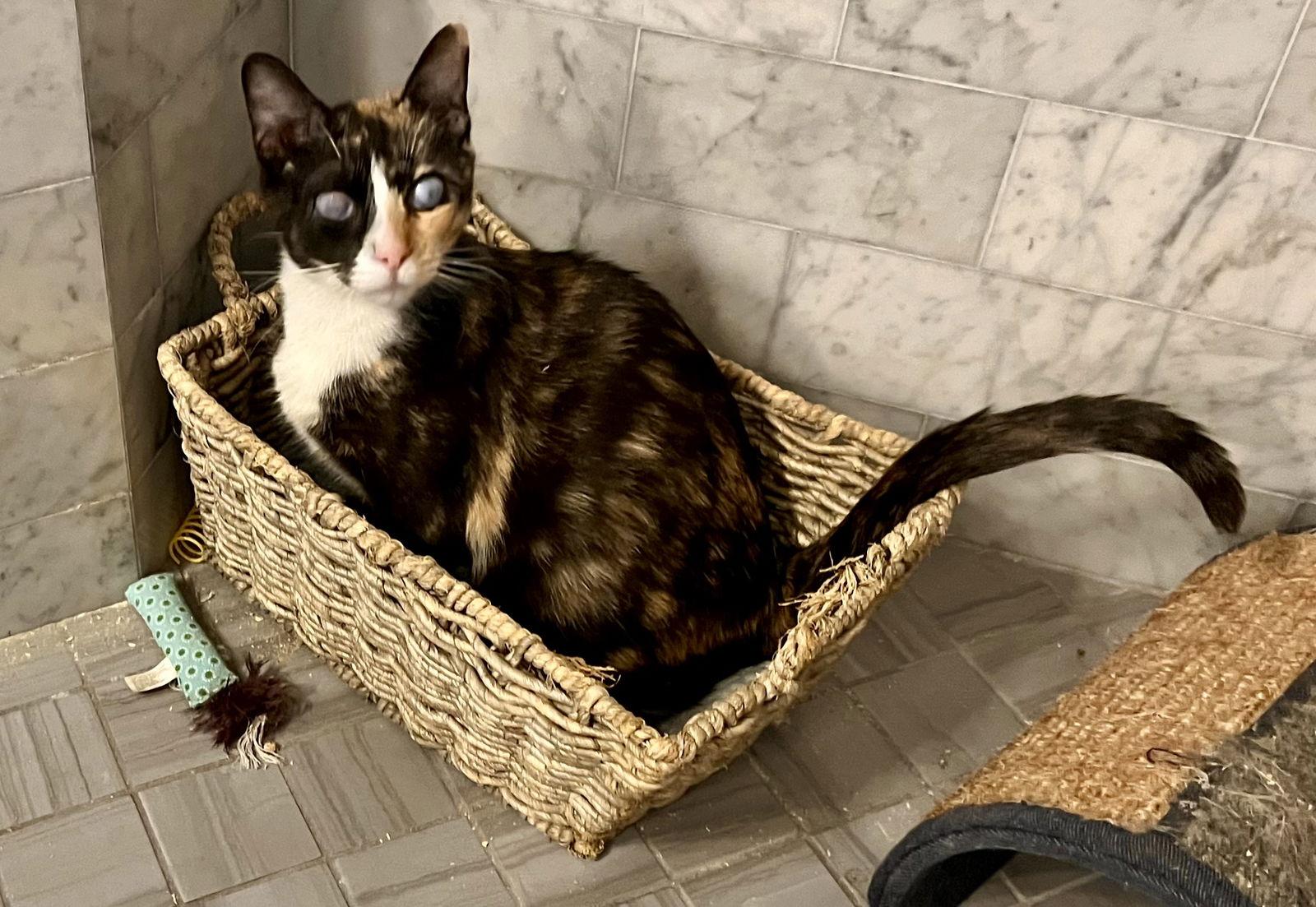 Jelly, Adoptable, Adult Female Calico & Domestic Short Hair.