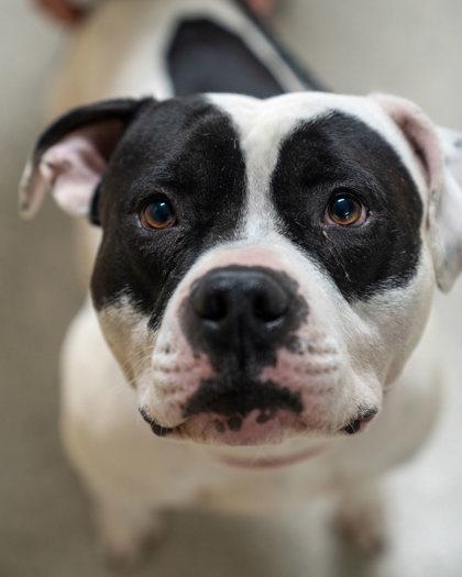 Junior, Adoptable, Adult Male Pit Bull Terrier & Mixed Breed.