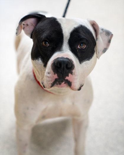 Junior, Adoptable, Adult Male Pit Bull Terrier & Mixed Breed.