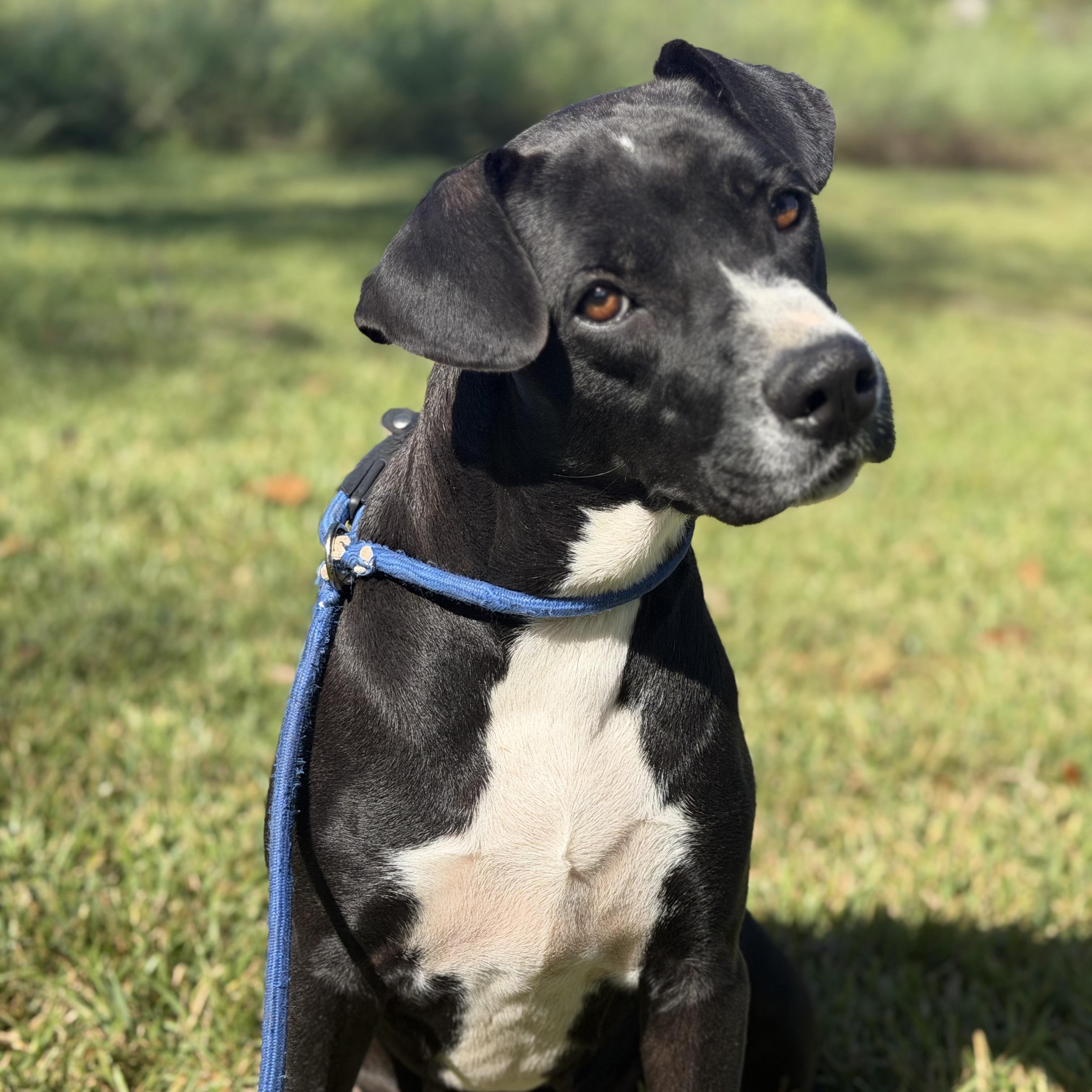 Enlarge Marley, a Adoptable mixed breed in Brentwood, NH image 2/5