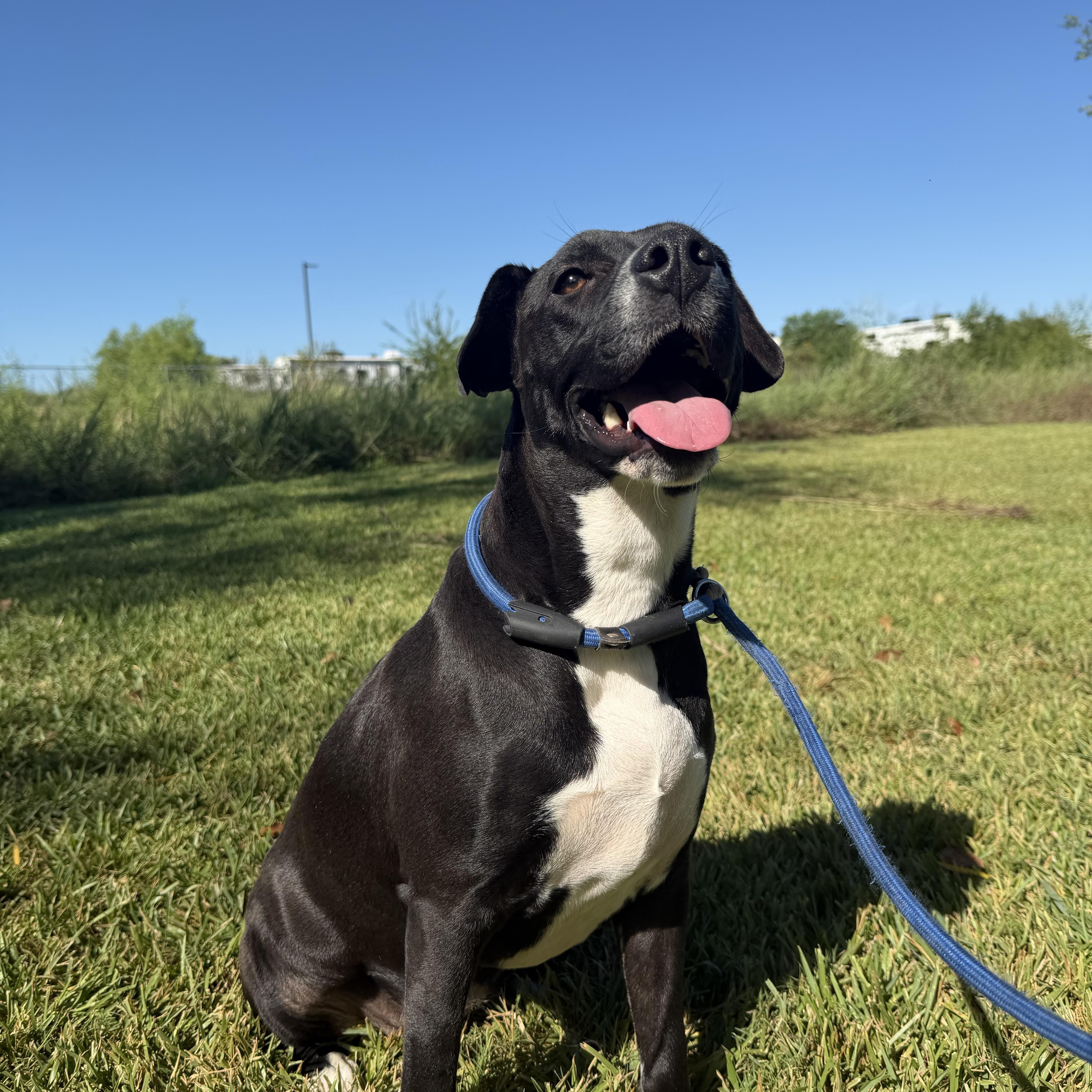 Enlarge Marley, a Adoptable mixed breed in Brentwood, NH image 5/5