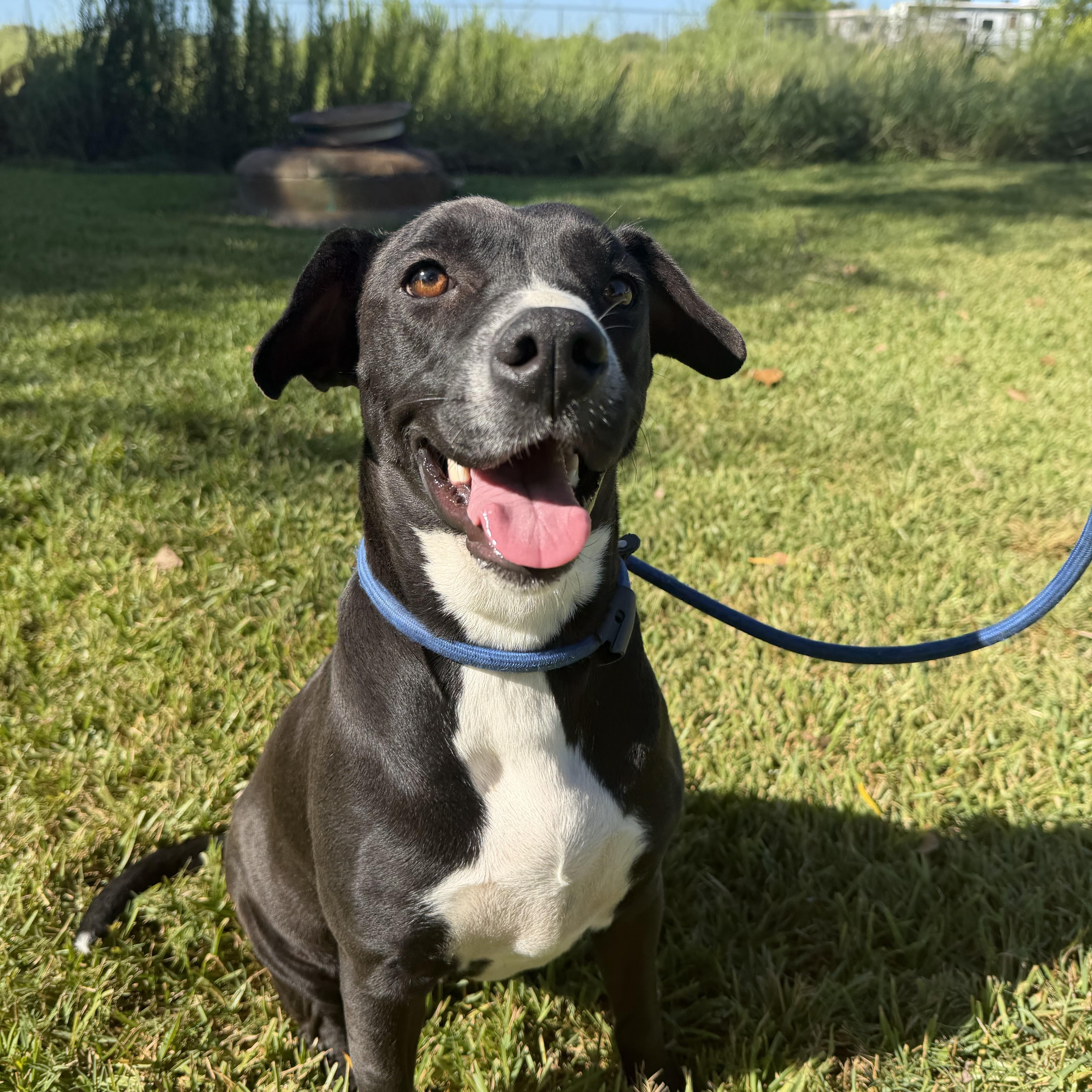 Marley, Adoptable, Young Female Labrador Retriever.