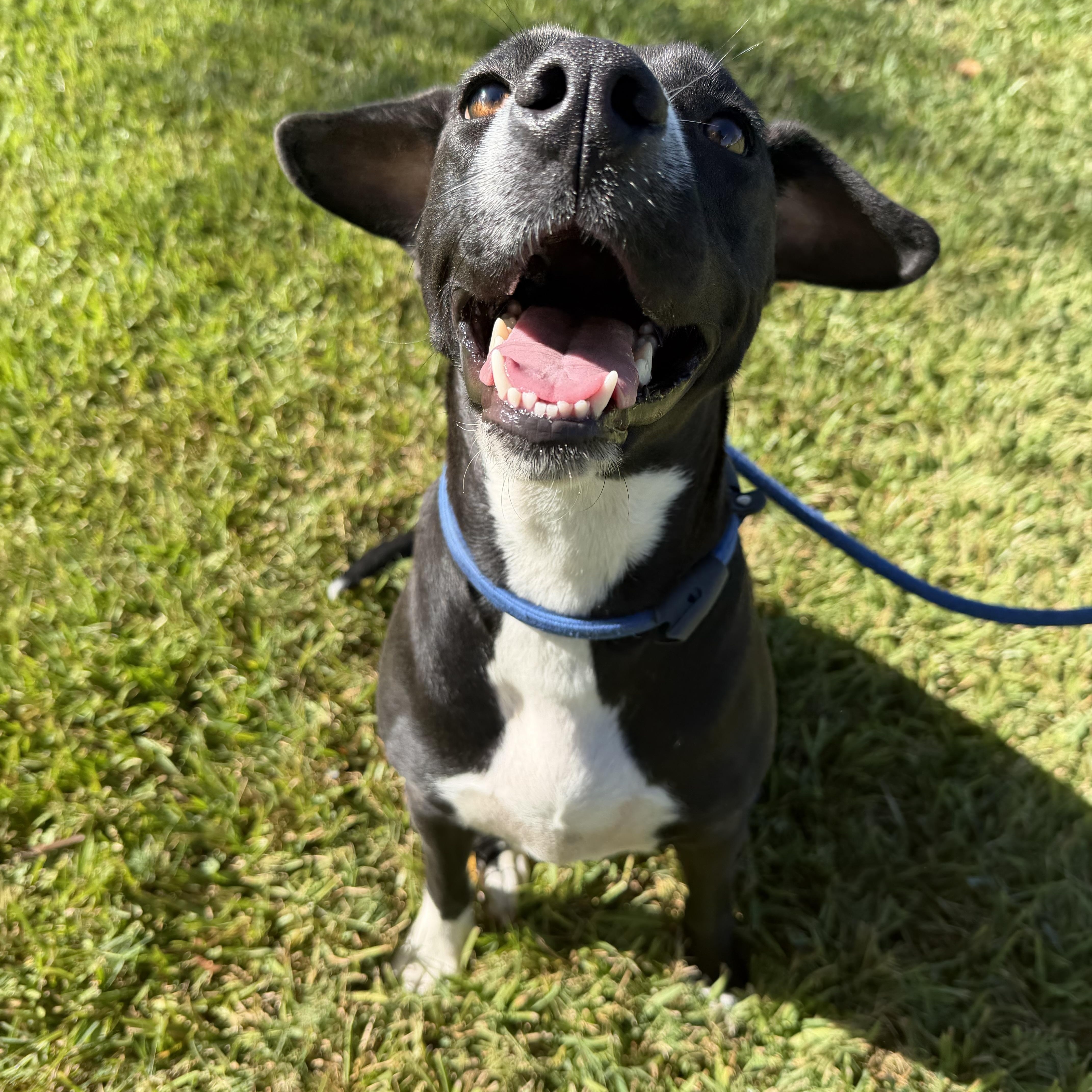Enlarge Marley, a Adoptable mixed breed in Brentwood, NH image 3/5
